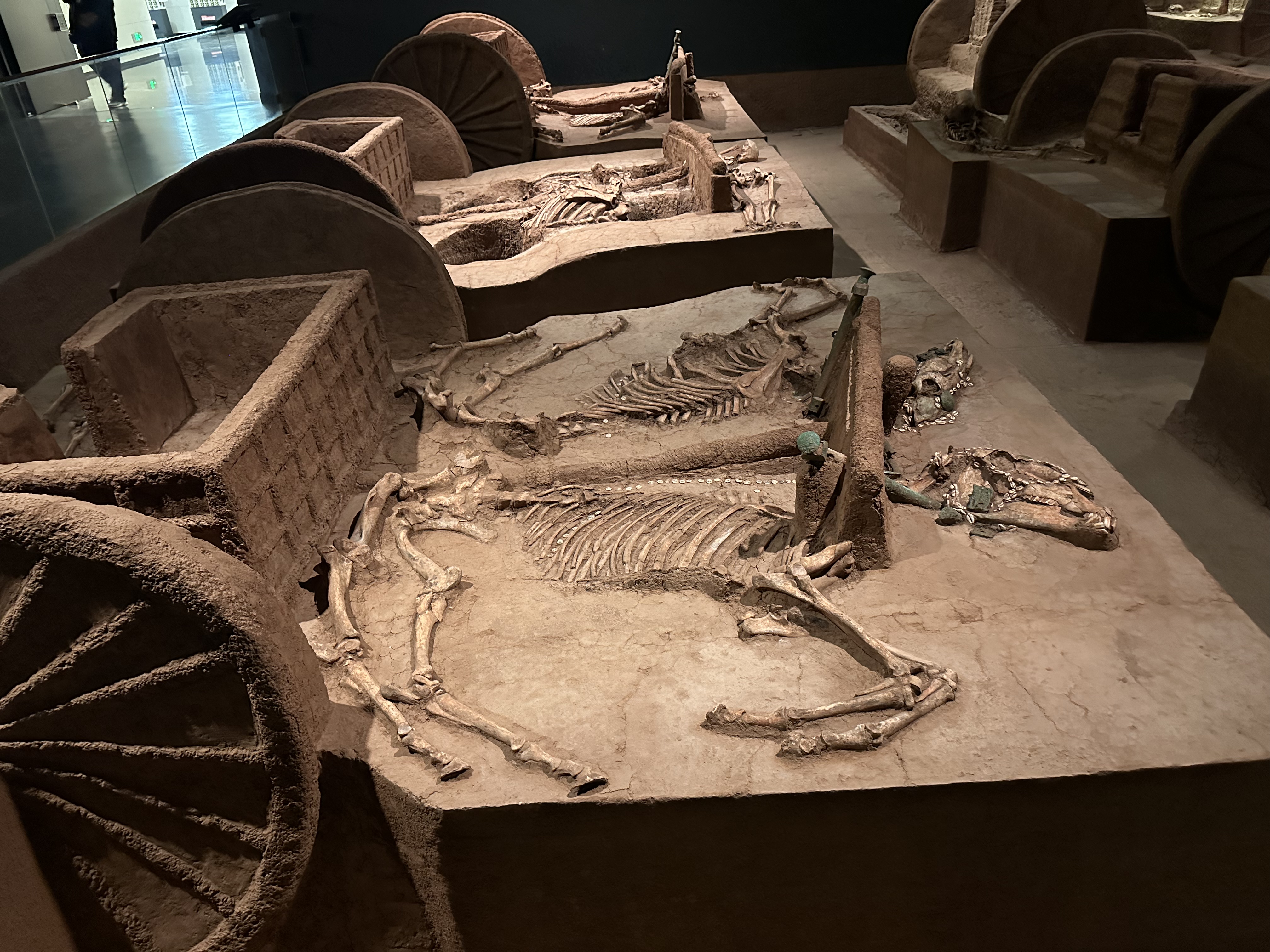 Horse skeletons and the structures of Shang Dynasty chariots are seen at the newly opened Yinxu Museum in Anyang, central China's Henan Province on September 23, 2024. /CGTN