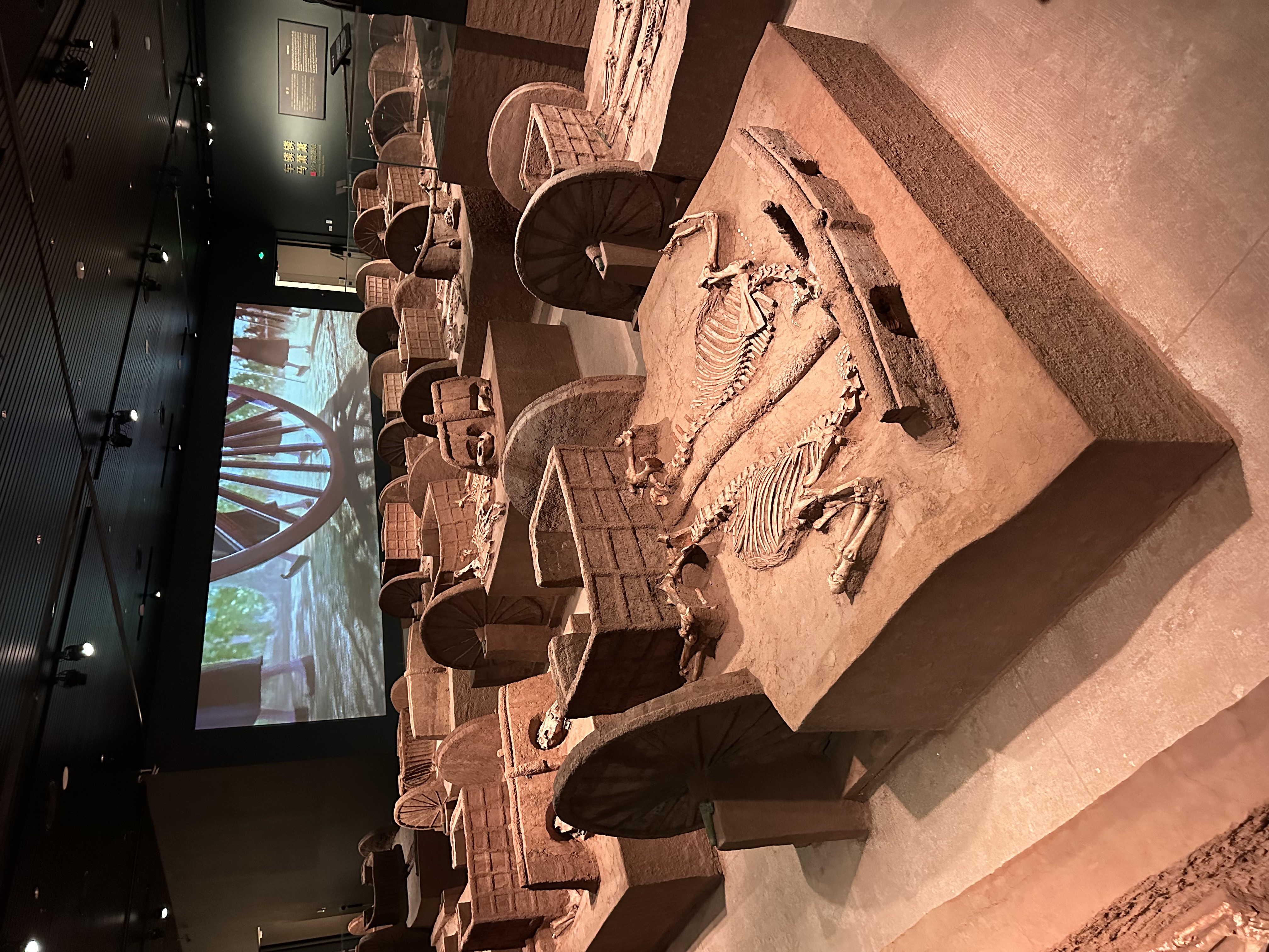 Horse skeletons and the structures of Shang Dynasty chariots are seen at the newly opened Yinxu Museum in Anyang, central China's Henan Province on September 23, 2024. /CGTN