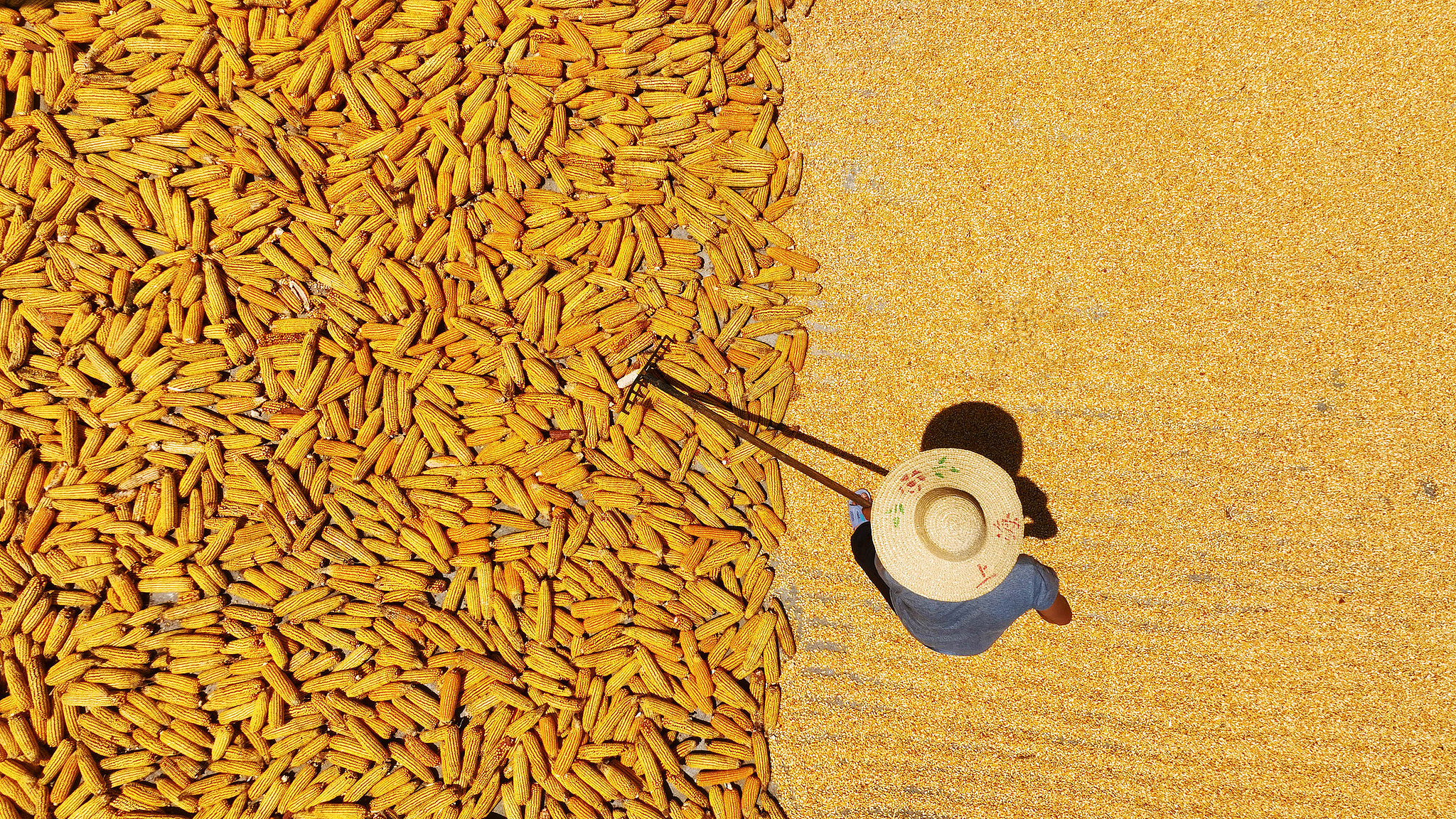 A farmer dries corn in Chongqing on August 13, 2024. /CFP