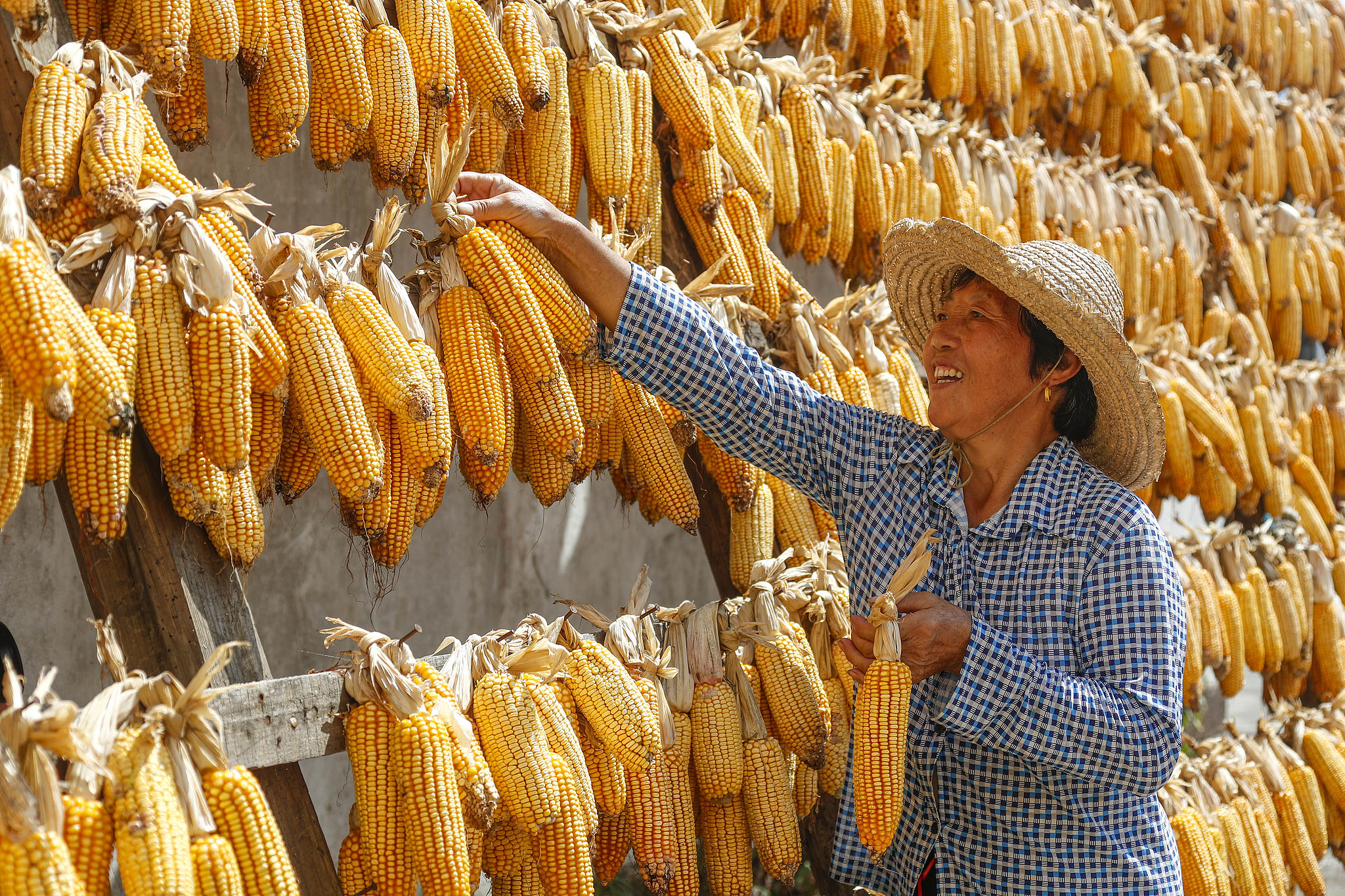 A farmer picks up sun-drying corn in Huangshan, Anhui Province on September 1, 2023. /CFP