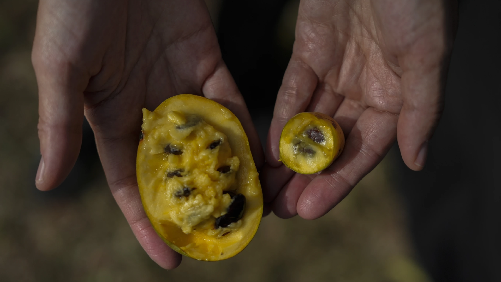 Climate Change Severely Impacts Pawpaw, North America's Native Fruit