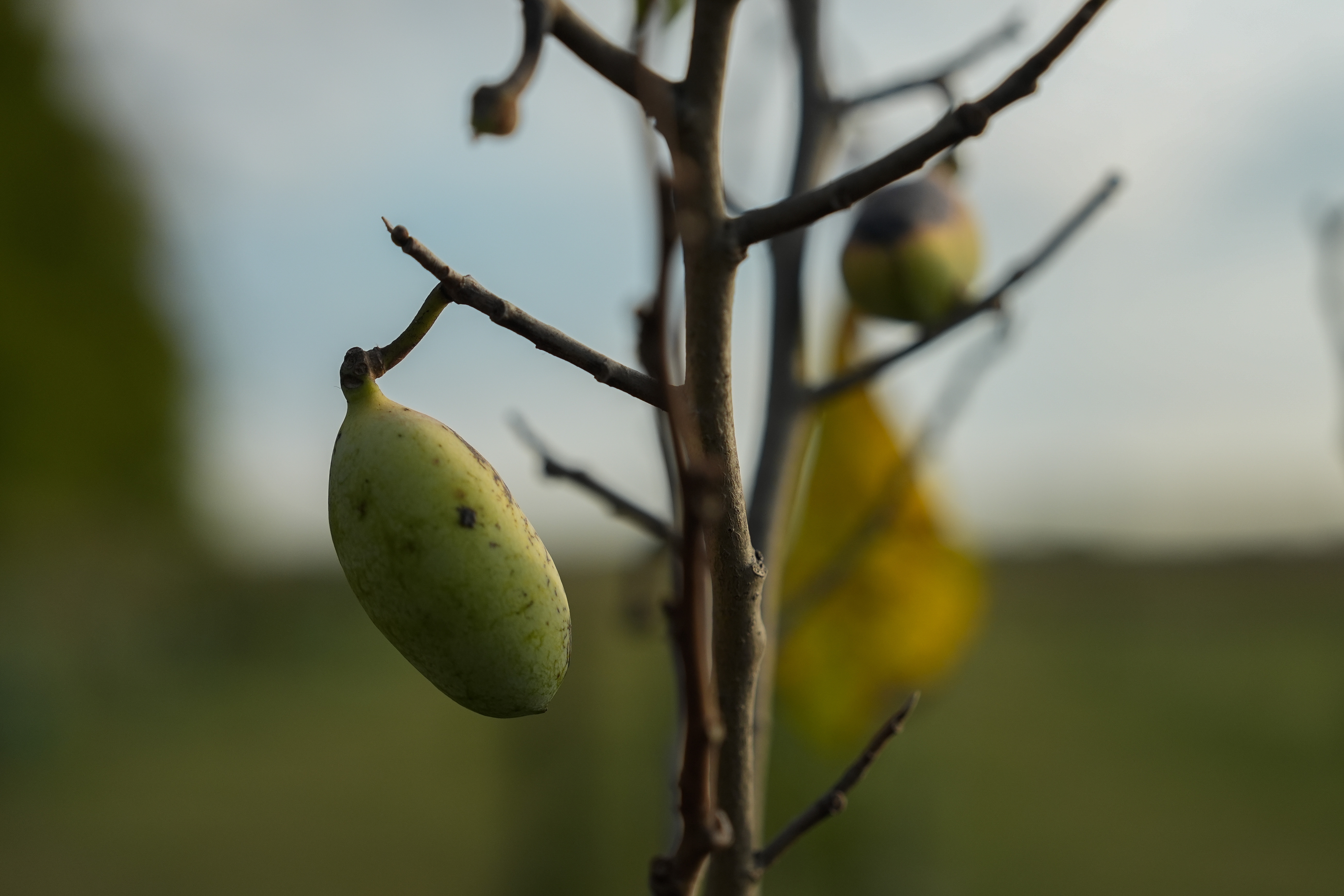 A pawpaw grows on a leafless tree affected by drought at a farm in Washington Court House, Ohio, the U.S., September 18, 2024. /AP