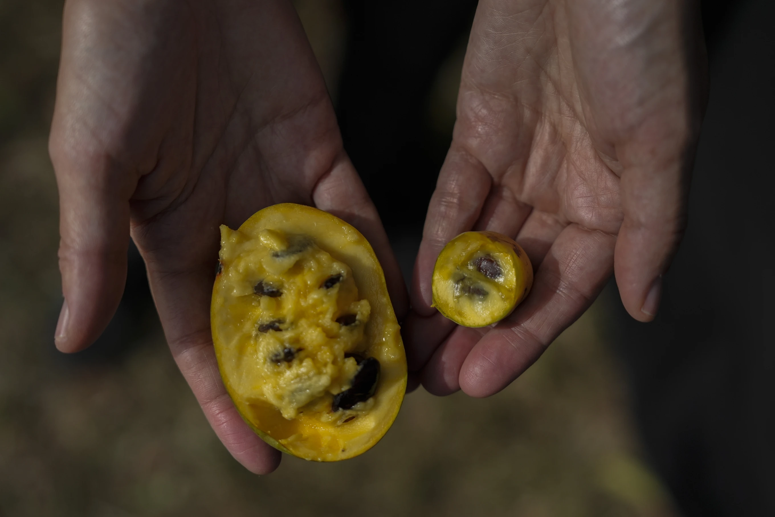 Valerie Libbey holds a normal-sized pawpaw, left, next to a drought-affected pawpaw from her farm in Washington Court House, Ohio, the U.S., September 18, 2024. /AP