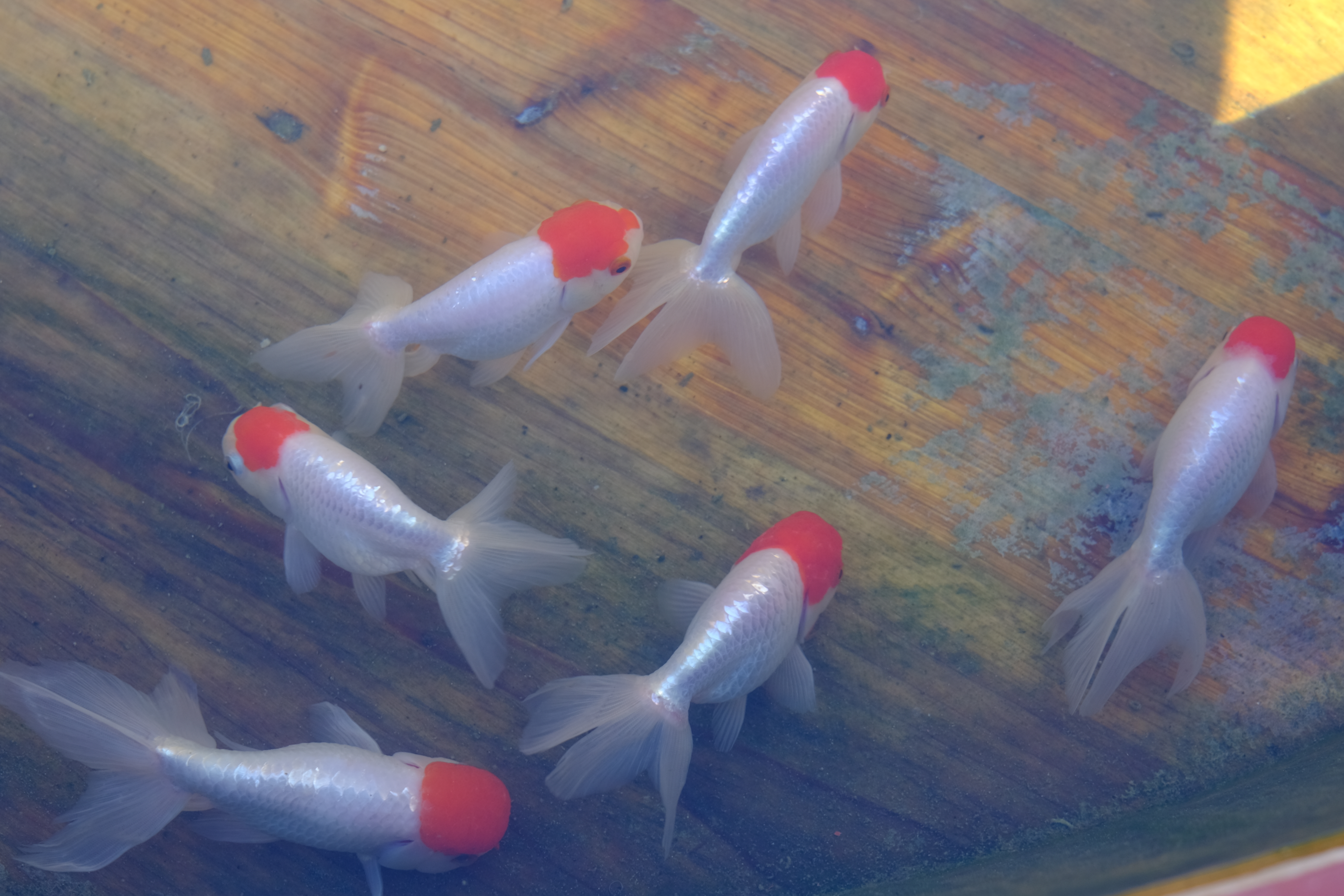 Oranda Redcap goldfish swim in a wooden barrel at Prince Kung's Palace during the 