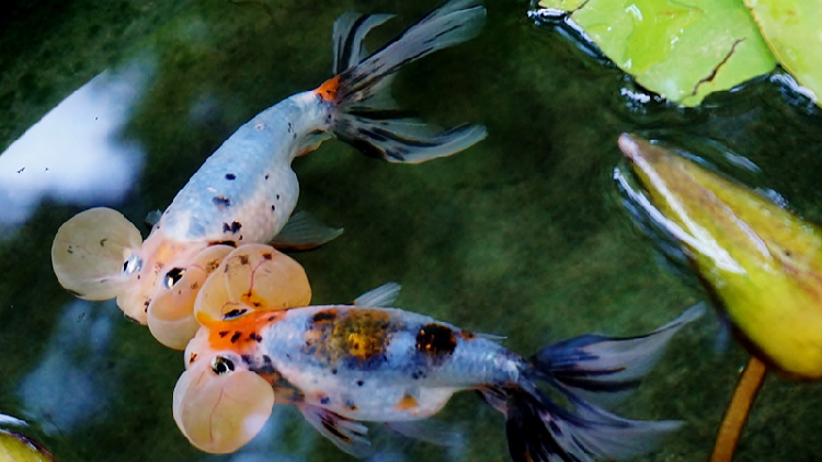 Chinese Goldfish Make Their Way into World Cultural Heritage