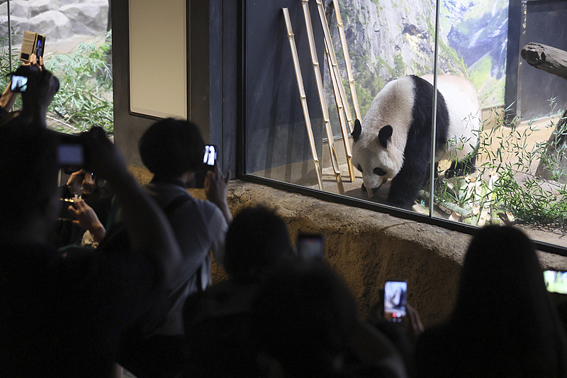 Shin Shin is seen at Ueno Zoological Garden in Tokyo, Japan, September 28, 2024. /CFP