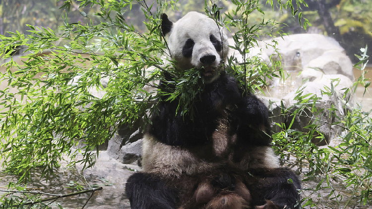 Panda duo beloved in Tokyo heads back to China after 13-year stay