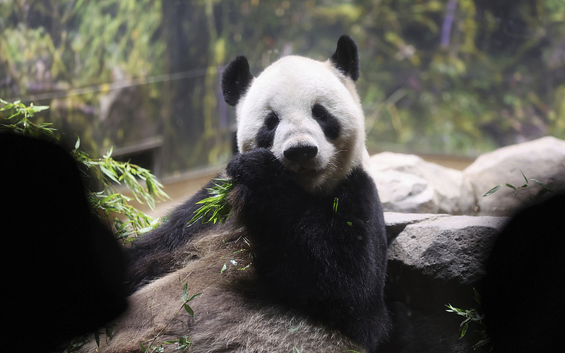 Ri Ri, a male panda scheduled to go back to China, relaxes at Ueno Zoological Park in Tokyo, August 31, 2024. /CFP