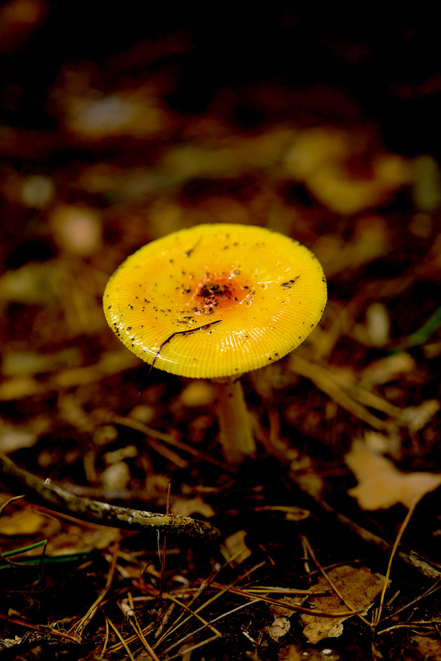 A wild mushroom is pictured in a forest park at the foot of Changbai Mountain in northeast China's Jilin Province, September 10, 2024, highlight nature's beauty. /CGTN