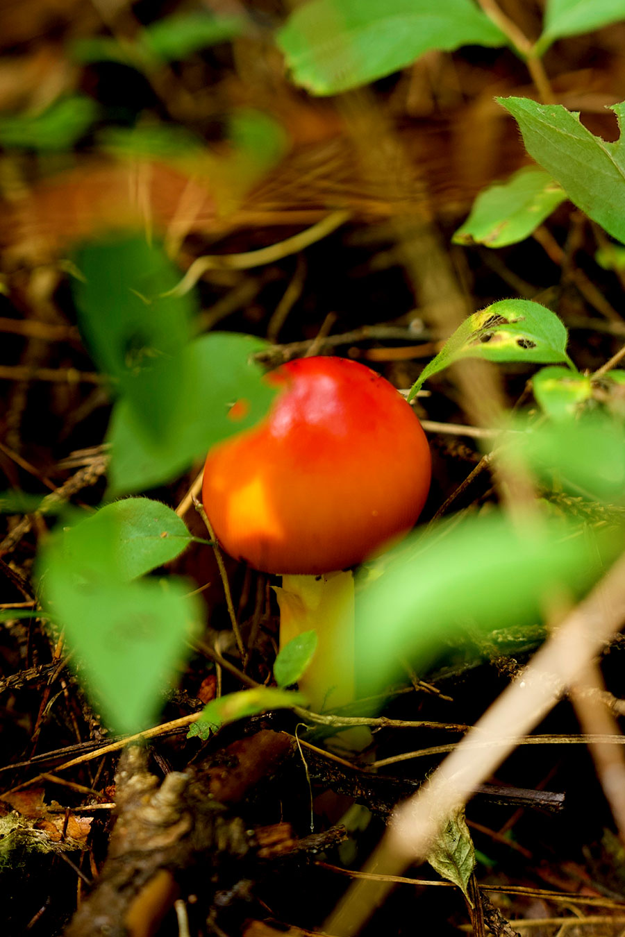 A wild mushroom is pictured in a forest park at the foot of Changbai Mountain in northeast China's Jilin Province, September 10, 2024, highlight nature's beauty. /CGTN