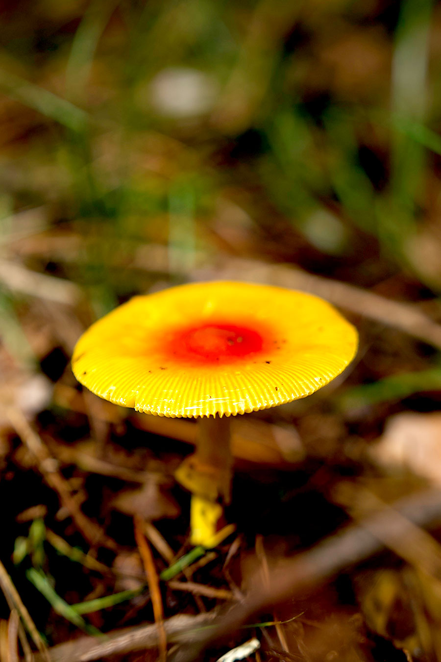 A wild mushroom is pictured in a forest park at the foot of Changbai Mountain in northeast China's Jilin Province, September 10, 2024, highlight nature's beauty. /CGTN