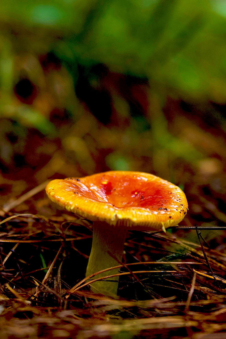 A wild mushroom is pictured in a forest park at the foot of Changbai Mountain in northeast China's Jilin Province, September 10, 2024, highlight nature's beauty. /CGTN