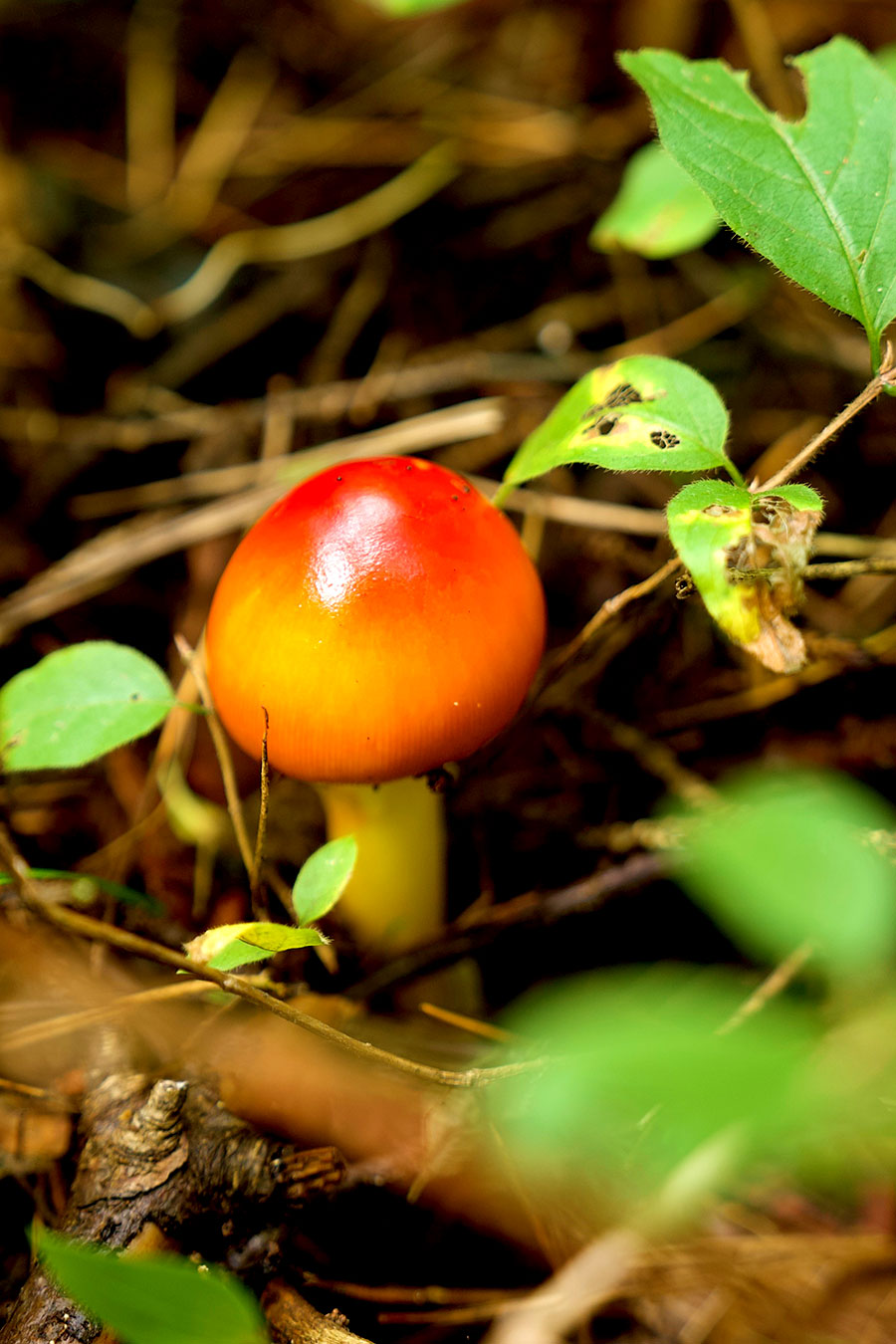 A wild mushroom is pictured in a forest park at the foot of Changbai Mountain in northeast China's Jilin Province, September 10, 2024, highlight nature's beauty. /CGTN