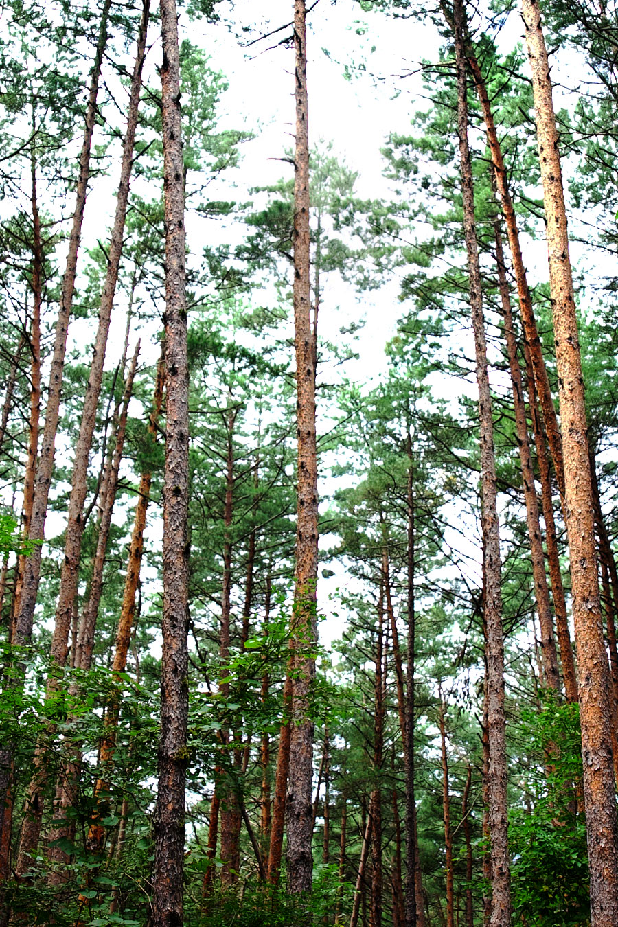 Pine trees are seen in a forest park at the foot of Changbai Mountain in northeast China's Jilin Province, September 10, 2024. /CGTN