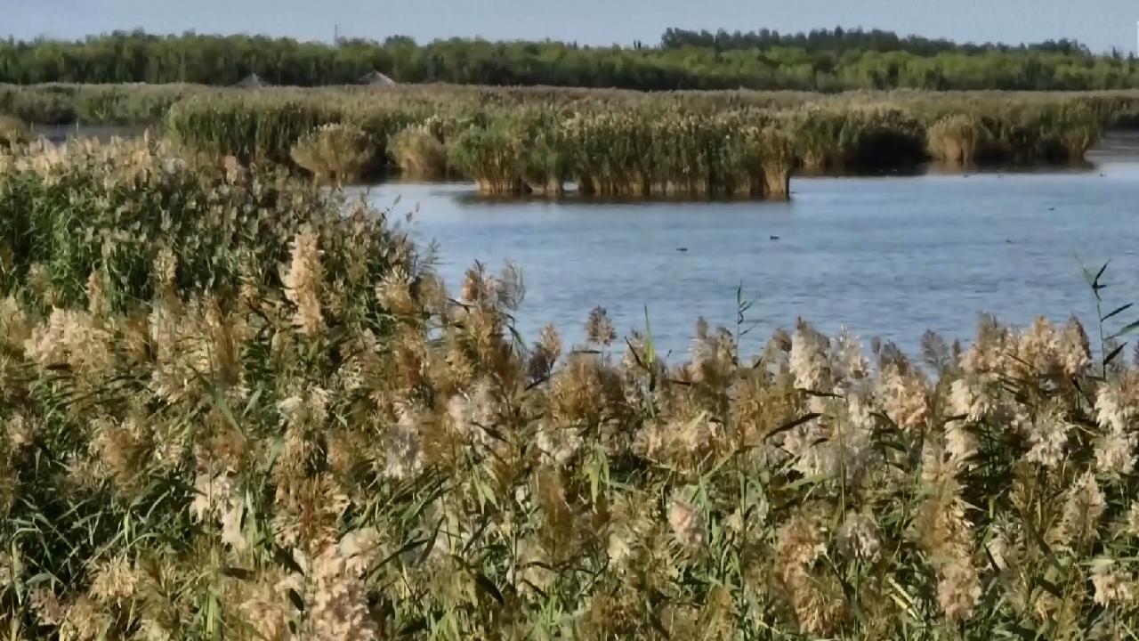 Revived Desert Wetland in China Transforms into a Haven for Migratory Birds