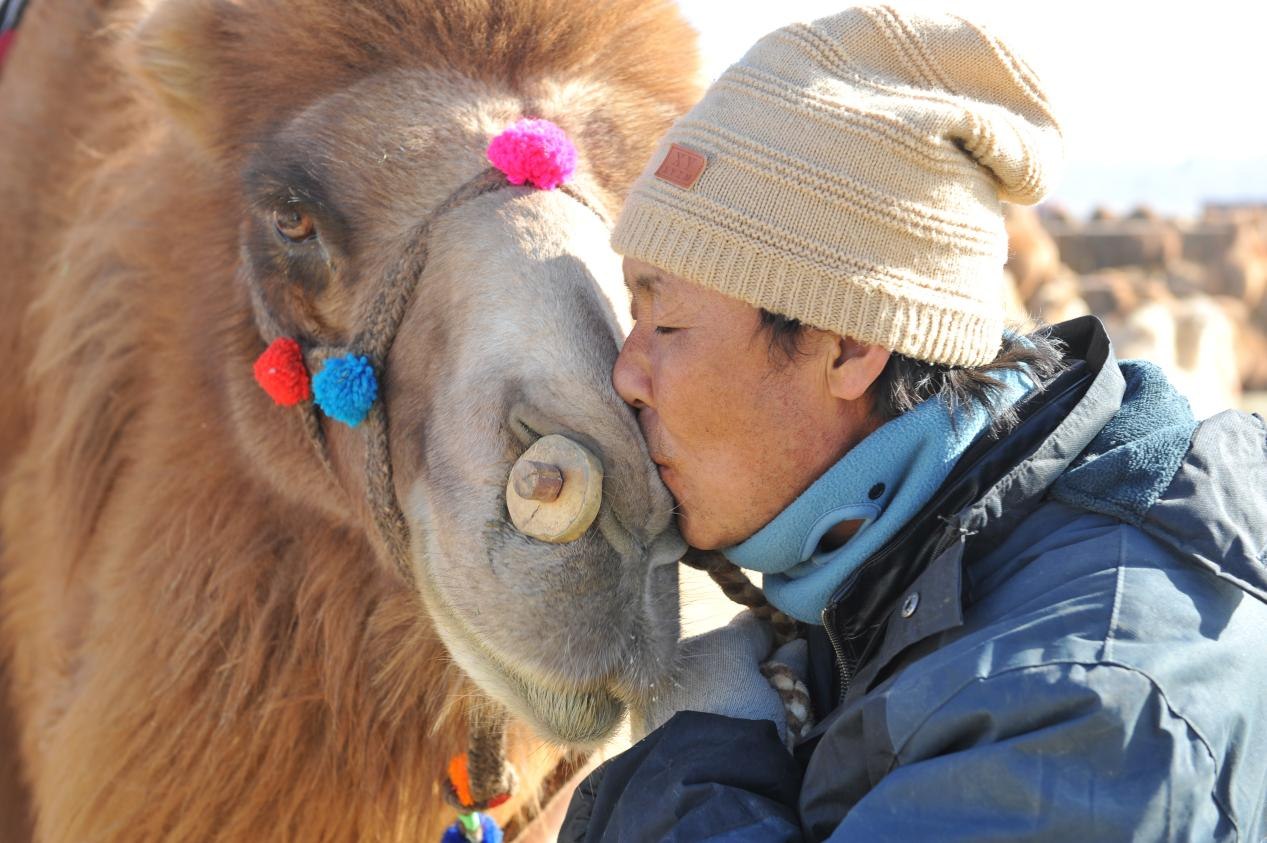 This undated photo shows the friendly interaction between people and camels in the Badain Jaran Desert in Alxa League, Inner Mongolia Autonomous Region. / Photo provided to CGTN