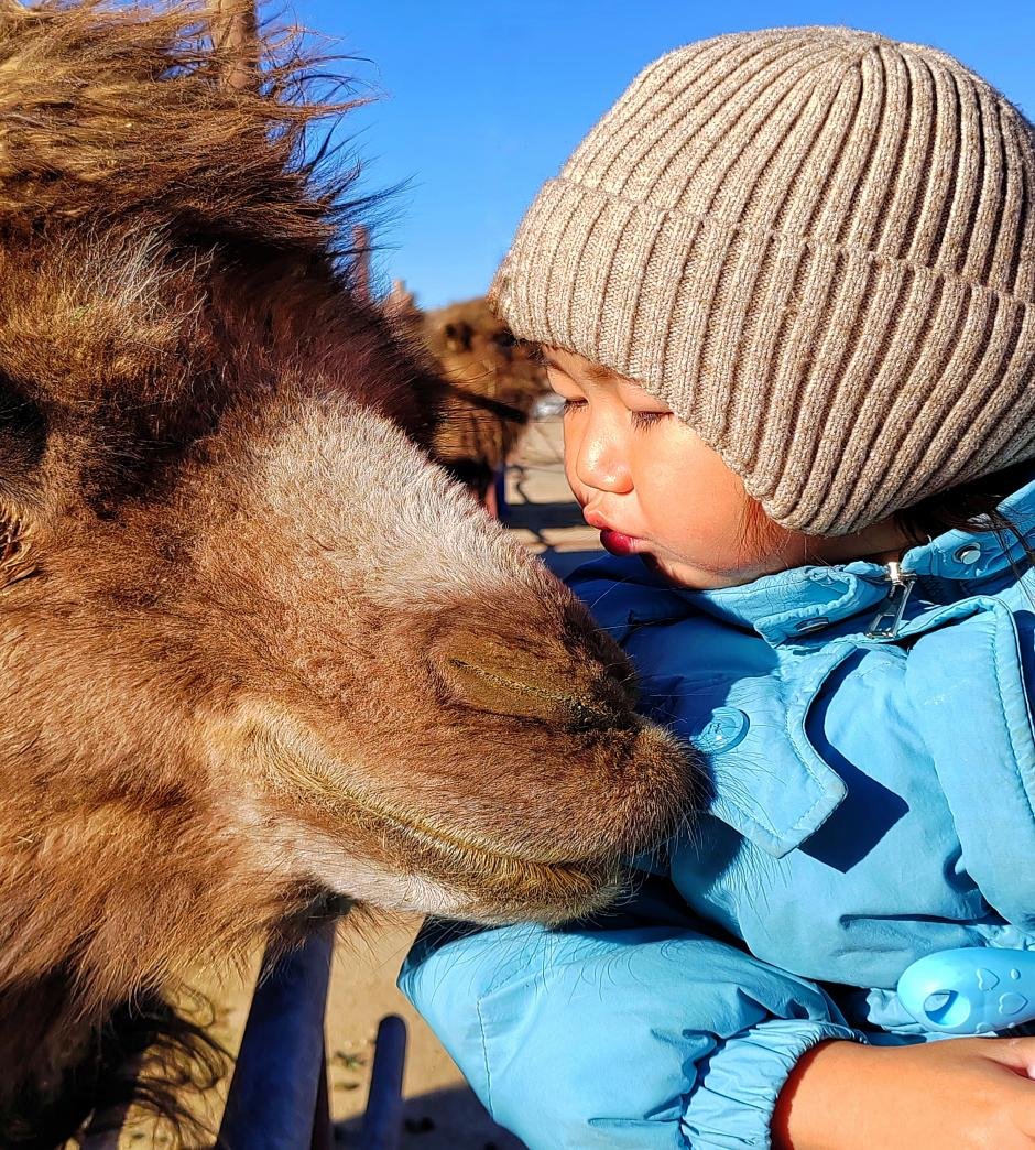 This undated photo shows the friendly interaction between people and camels in the Badain Jaran Desert in Alxa League, Inner Mongolia Autonomous Region. / Photo provided to CGTN