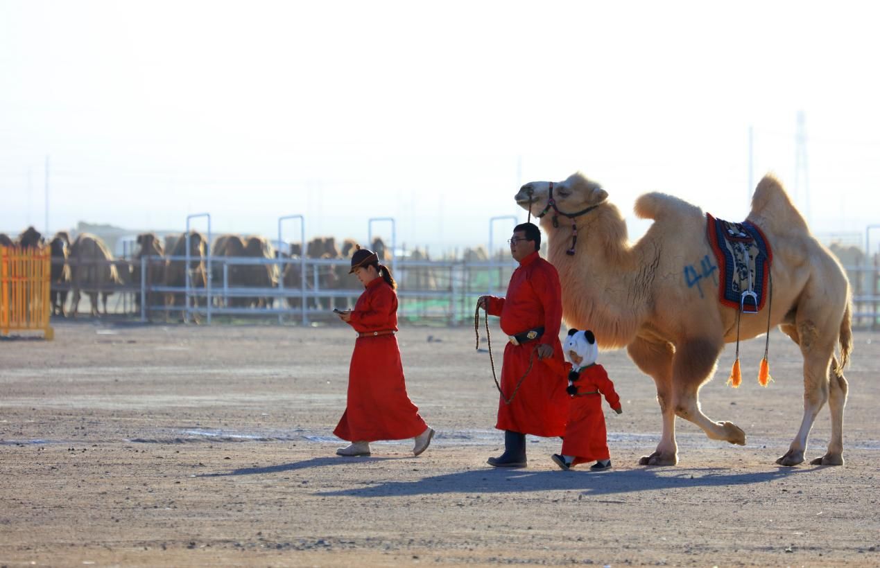 This undated photo shows the friendly interaction between people and camels in the Badain Jaran Desert in Alxa League, Inner Mongolia Autonomous Region. / Photo provided to CGTN