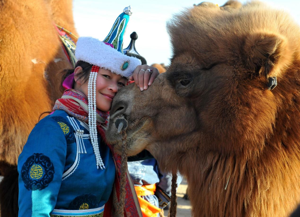 This undated photo shows the friendly interaction between people and camels in the Badain Jaran Desert in Alxa League, Inner Mongolia Autonomous Region. / Photo provided to CGTN