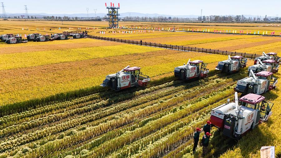 Para pemanen bekerja di sawah di Kabupaten Fangzheng, Harbin, Provinsi Heilongjiang, Tiongkok timur laut, 22 September 2024. /Xinhua