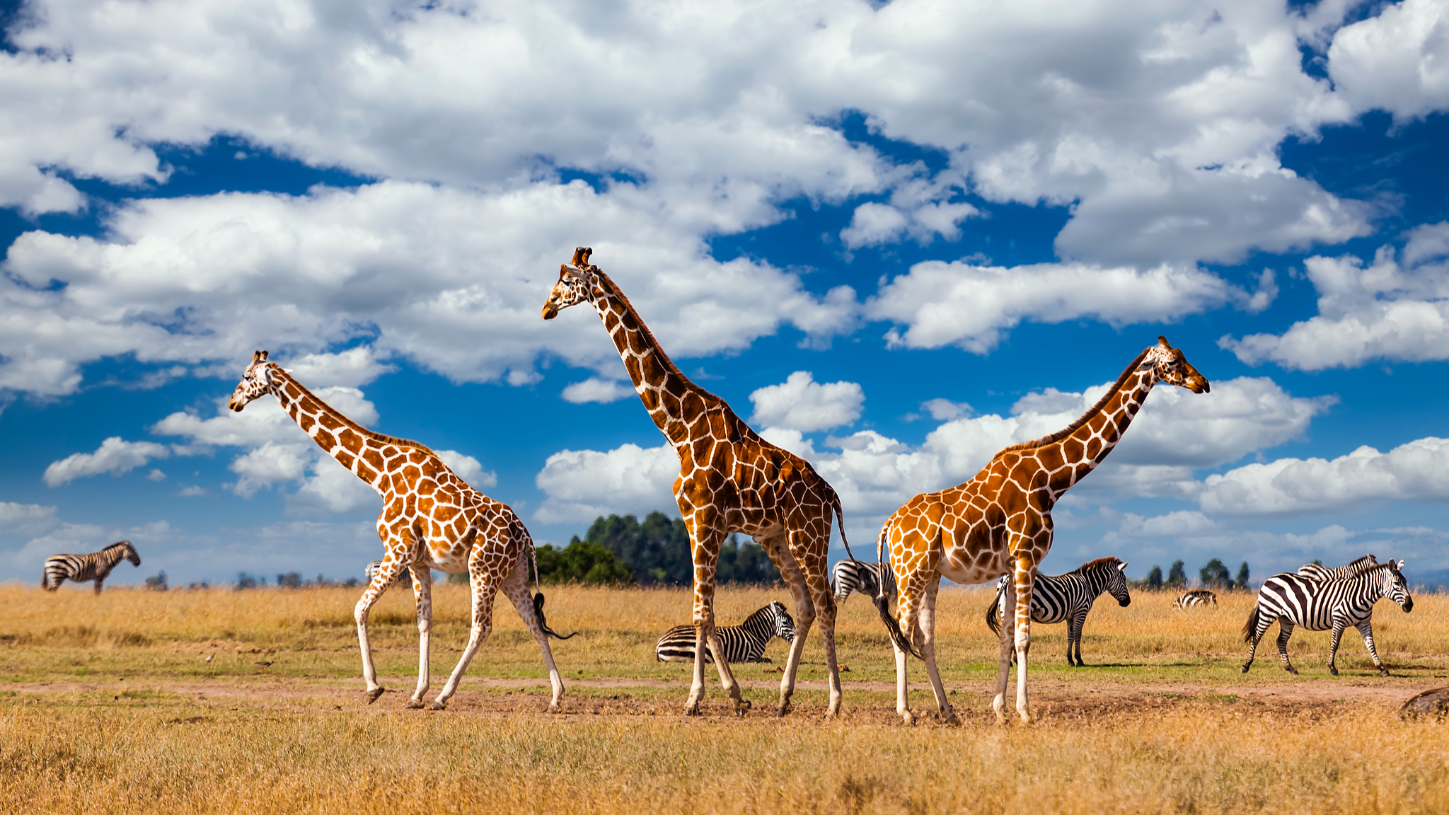 Giraffes in the Masai Mara National Nature Reserve in Kenya. /CFP