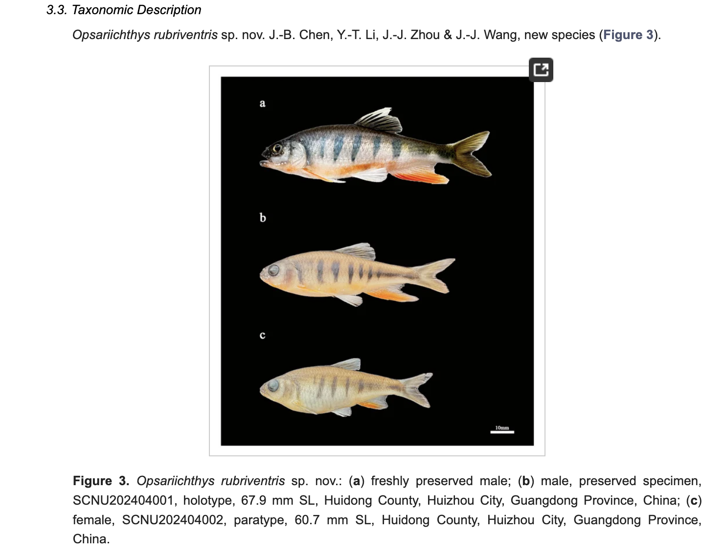 A screenshot from the website of the journal Diversity shows the fish species, Opsariichthys rubriventris. /Diversity