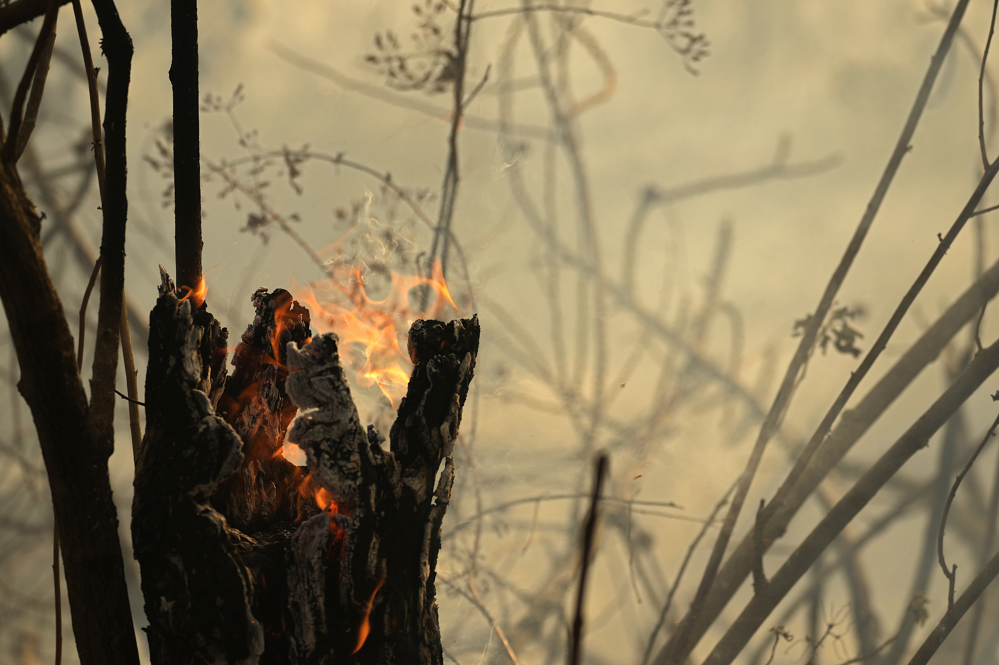 A forest fire spreads in the environmentally protected area of Brasilia National Park during dry season in Brasilia, Brazil, September 16, 2024. /CFP