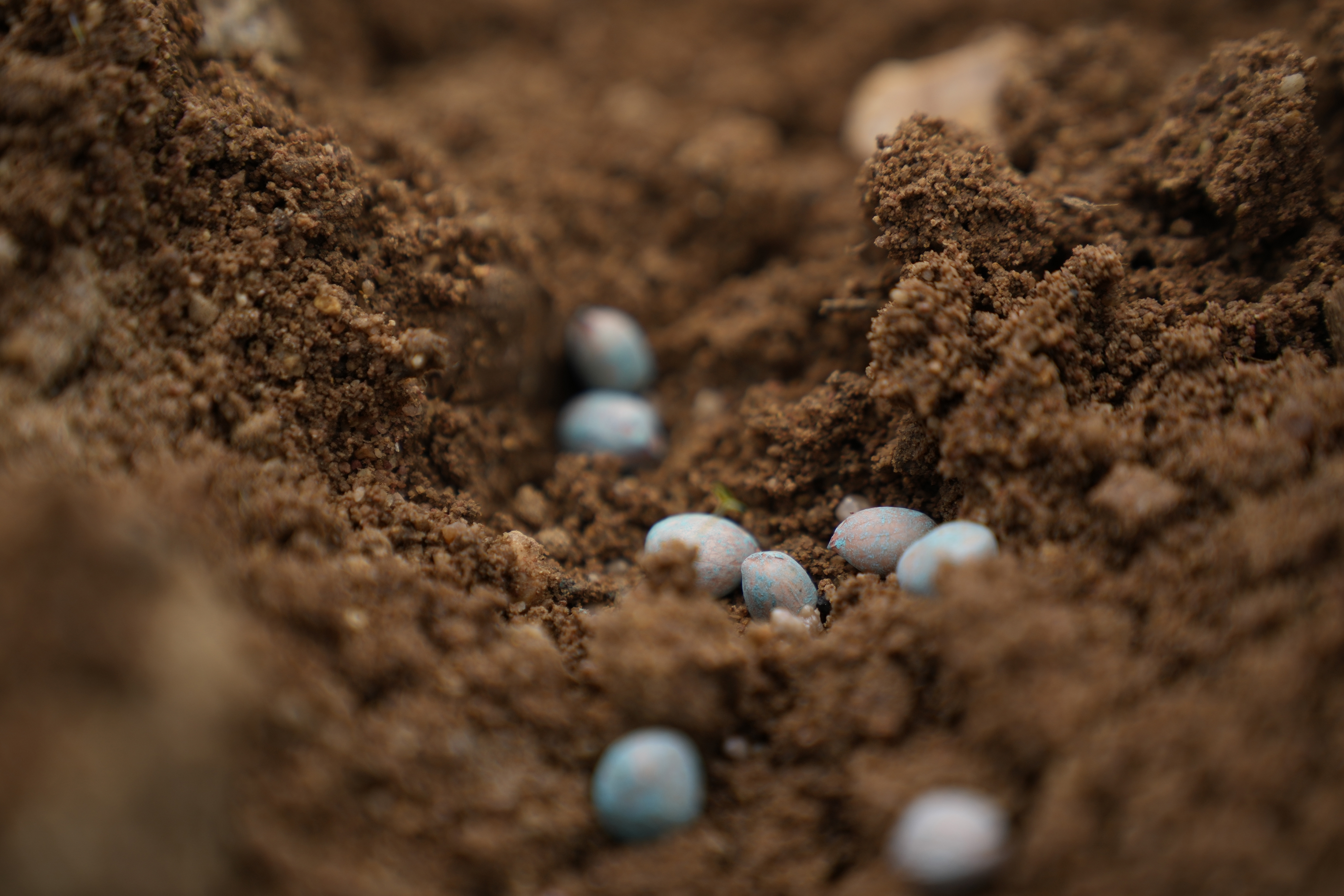 Peanut seeds applied with fungicide are planted in Rayanpet village of Telangana state, India, September 25, 2024. /AP