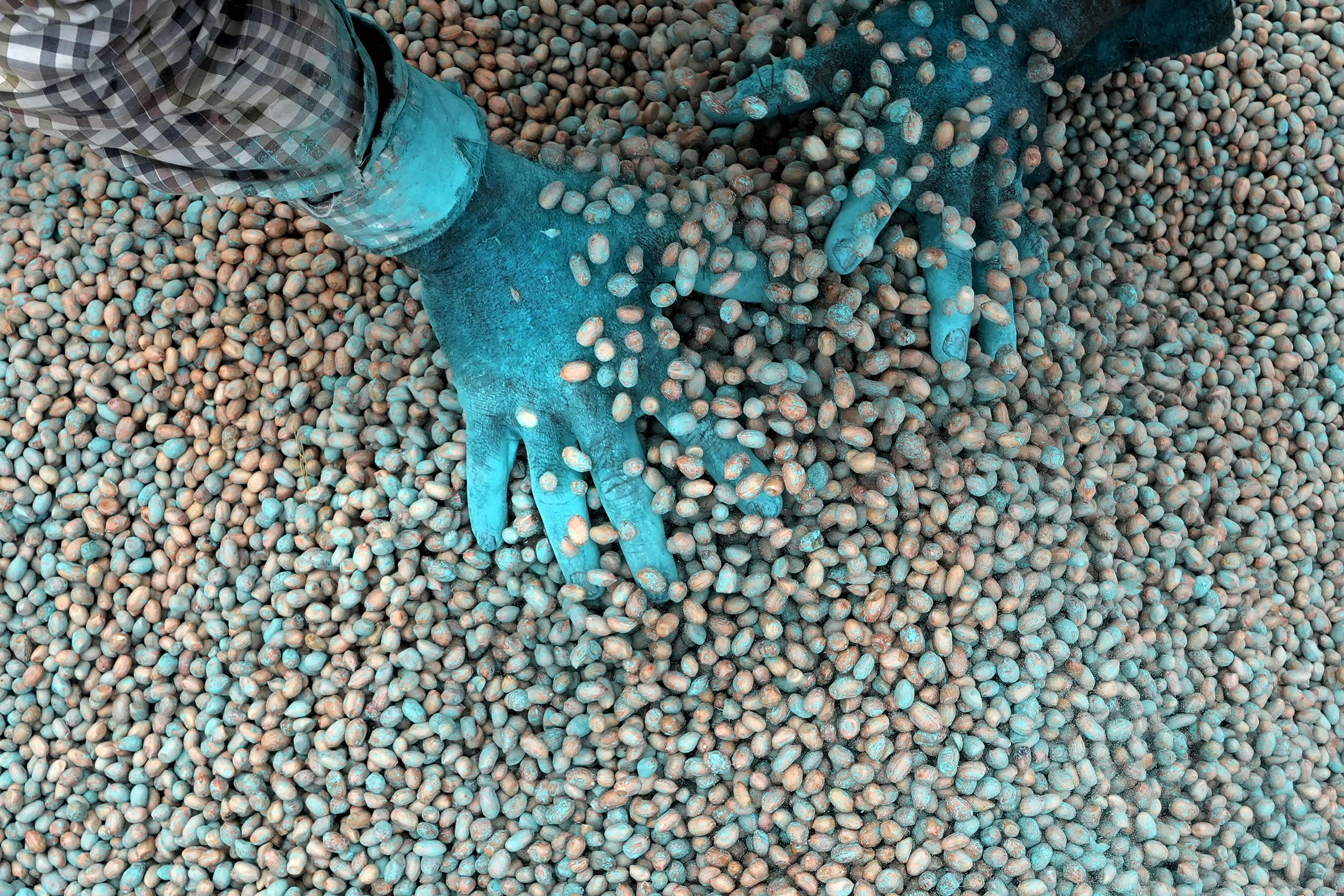 P. Ravinder Reddy, a farmer, applies fungicide to peanut seeds before sowing in Rayanpet village of Telangana state, India, September 25, 2024. /AP