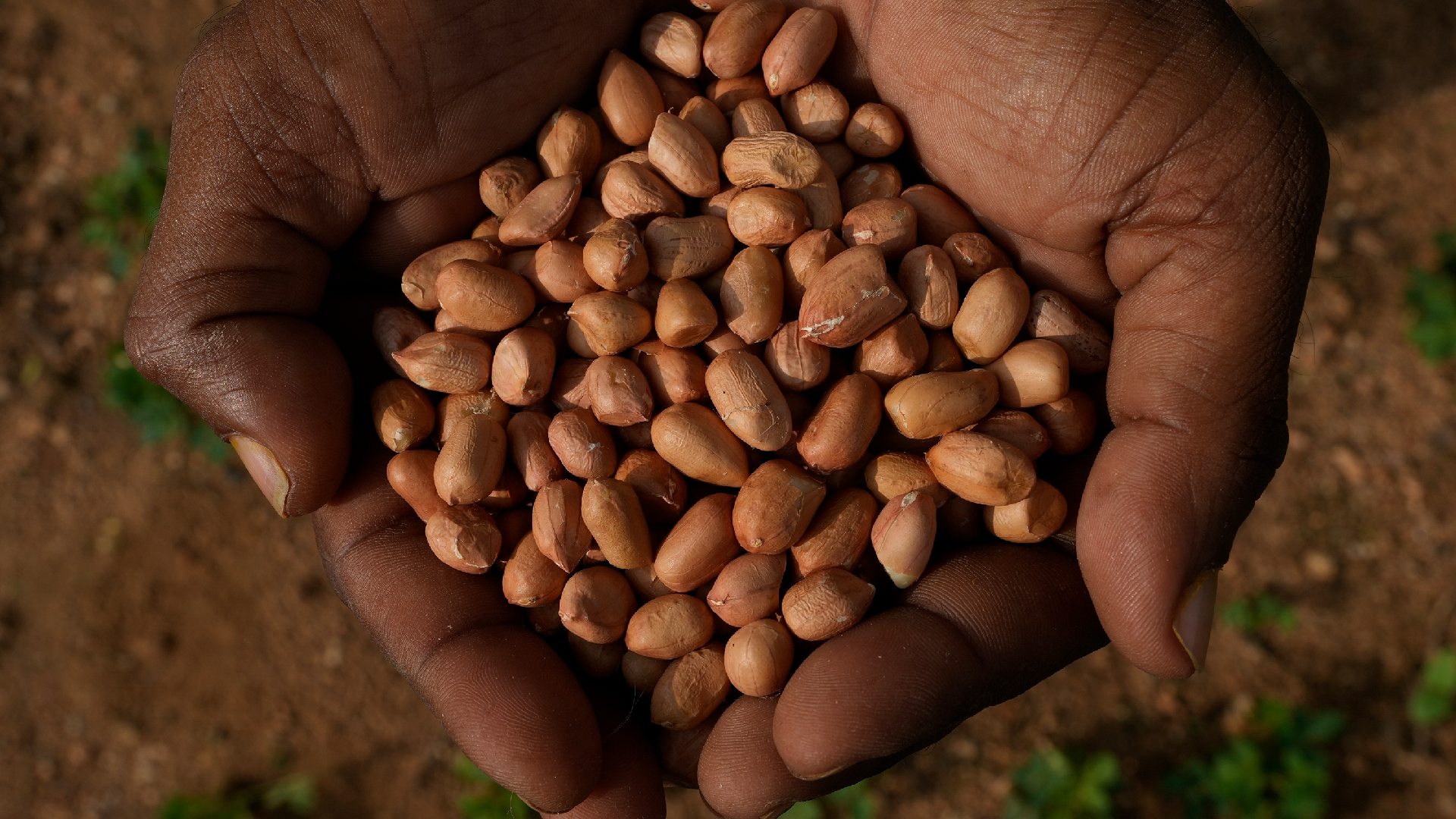 In India, a warming climate compels scientists to develop more resilient seeds