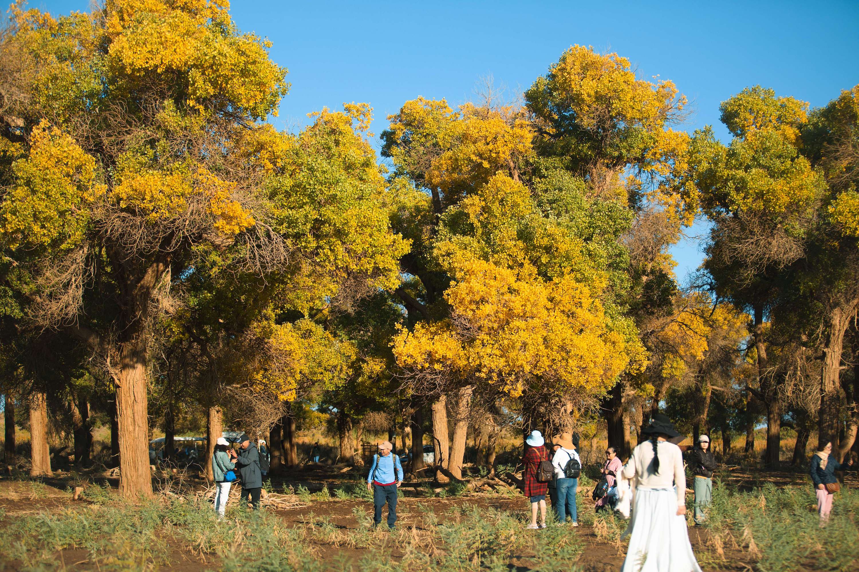 Euphrates poplar forests turn golden in autumn, attracting many visitors to Ejina Banner, Inner Mongolia, Sept. 29, 2024. /Photo by Niu Jiaying