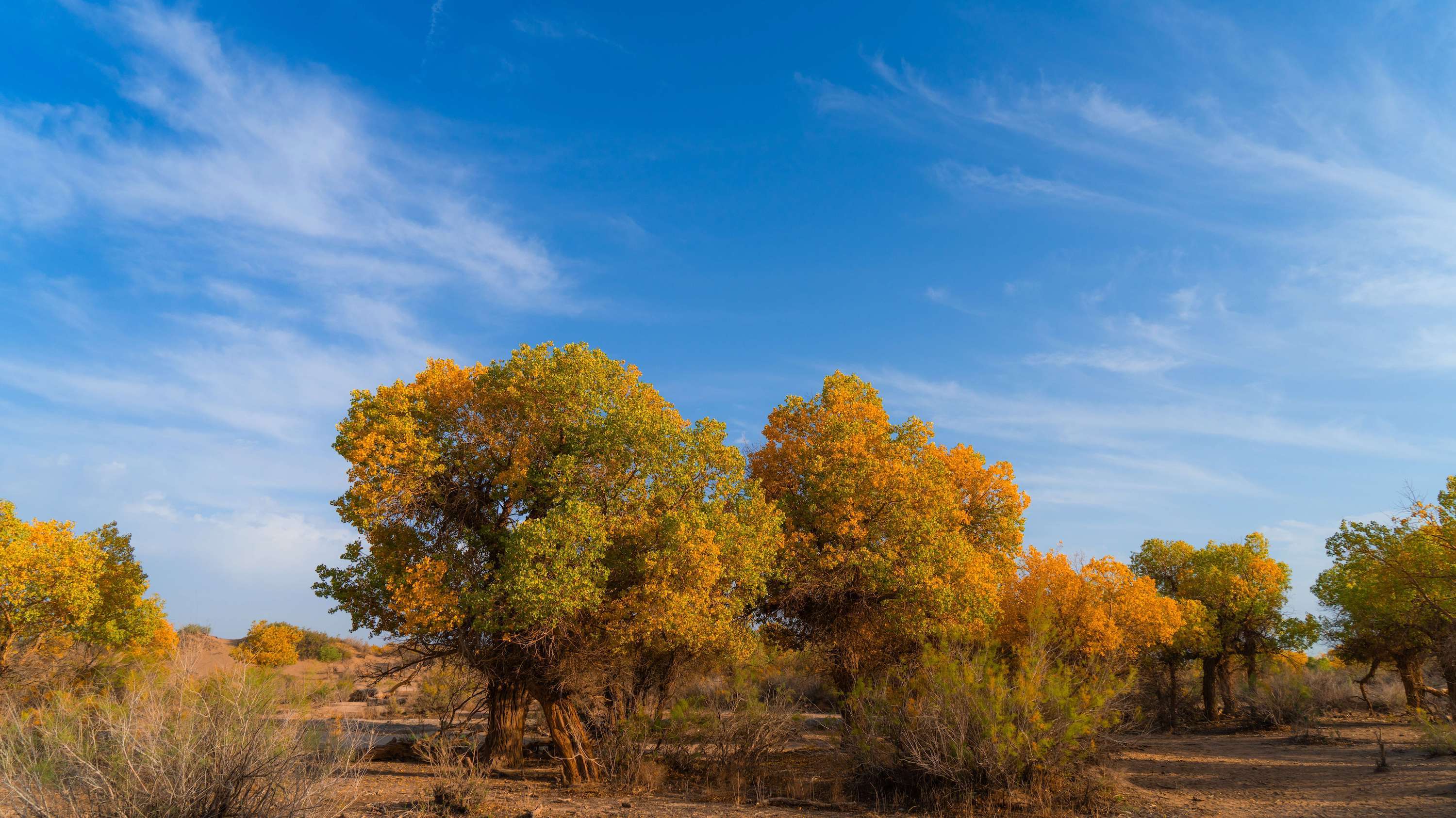 Euphrates poplar forests turn golden in autumn, creating a vibrant scene in Ejina Banner, Inner Mongolia, Sept. 29, 2024. /Photo by Zhao Yongqiang