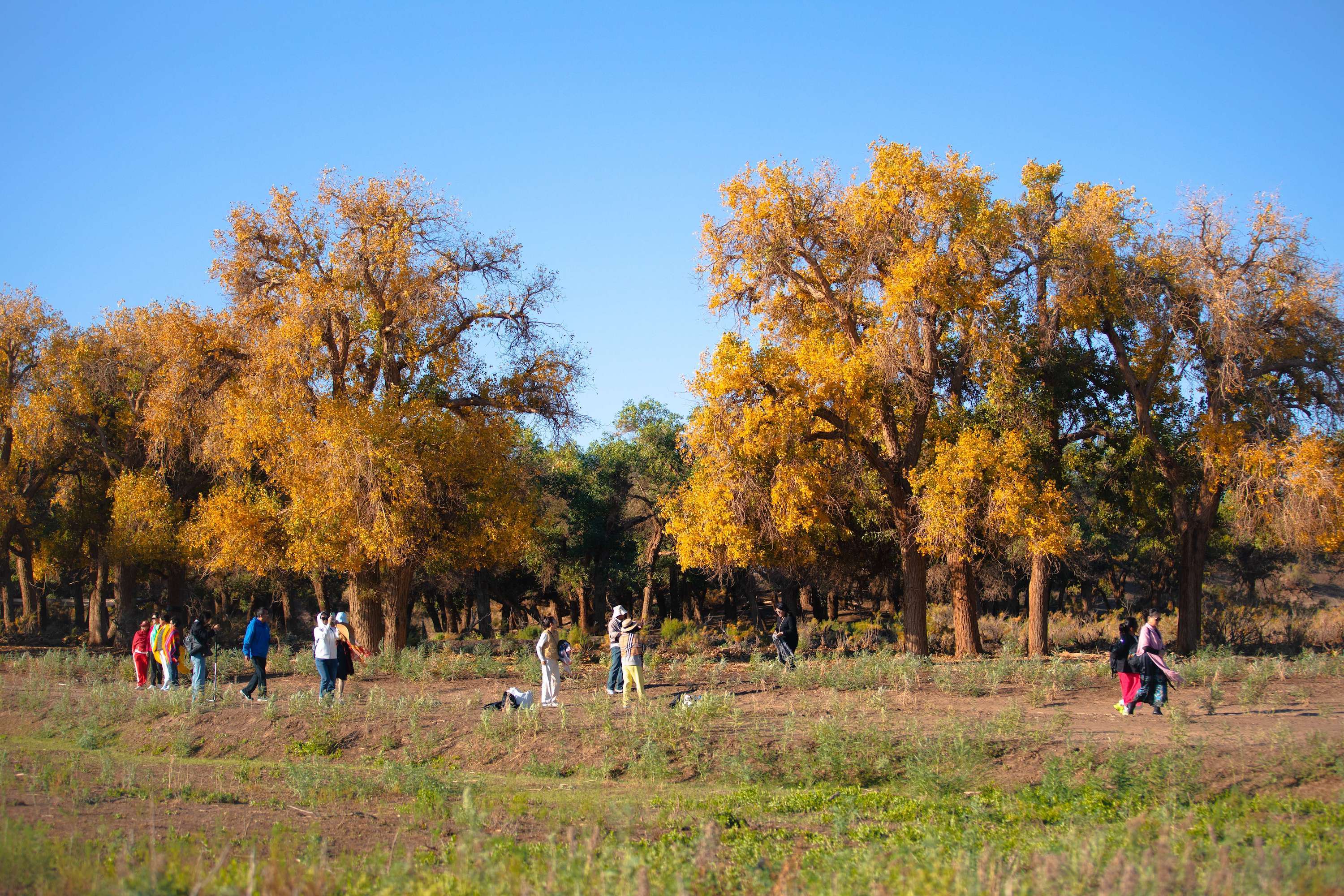 Euphrates poplar forests turn golden in autumn, attracting many visitors to Ejina Banner, Inner Mongolia, Sept. 29, 2024. /Photo by Niu Jiaying