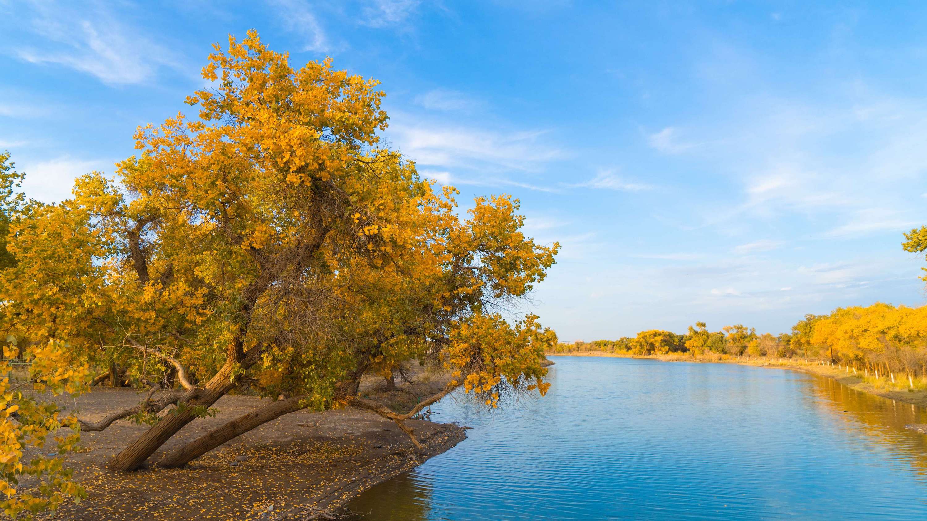 Euphrates poplar forests turn golden in autumn, creating a vibrant scene in Ejina Banner, Inner Mongolia, Sept. 29, 2024. /Photo by Zhao Yongqiang