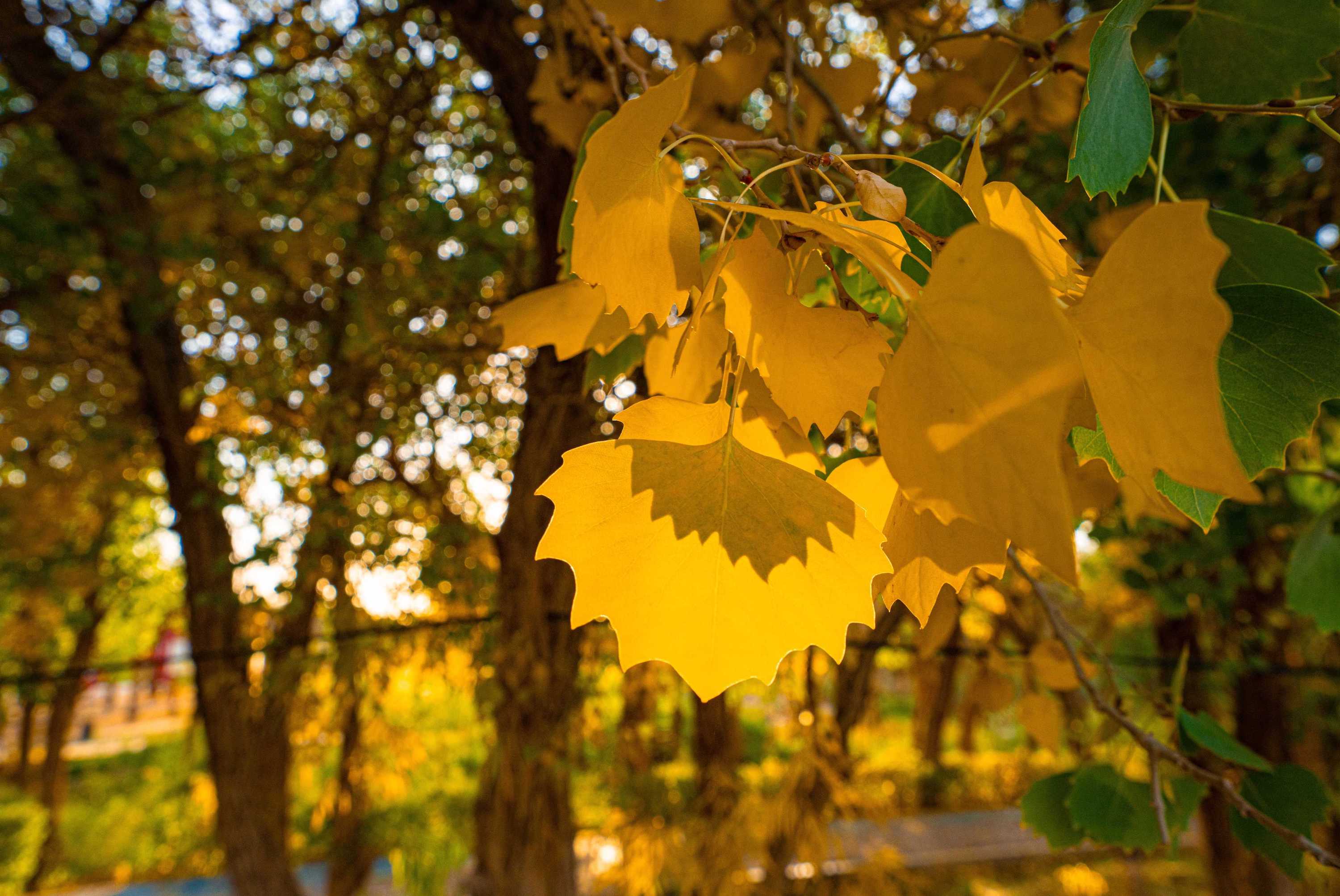 Euphrates poplar forests turn golden in autumn, creating a vibrant scene in Ejina Banner, Inner Mongolia, Sept. 29, 2024. /Photo by Zhao Yongqiang