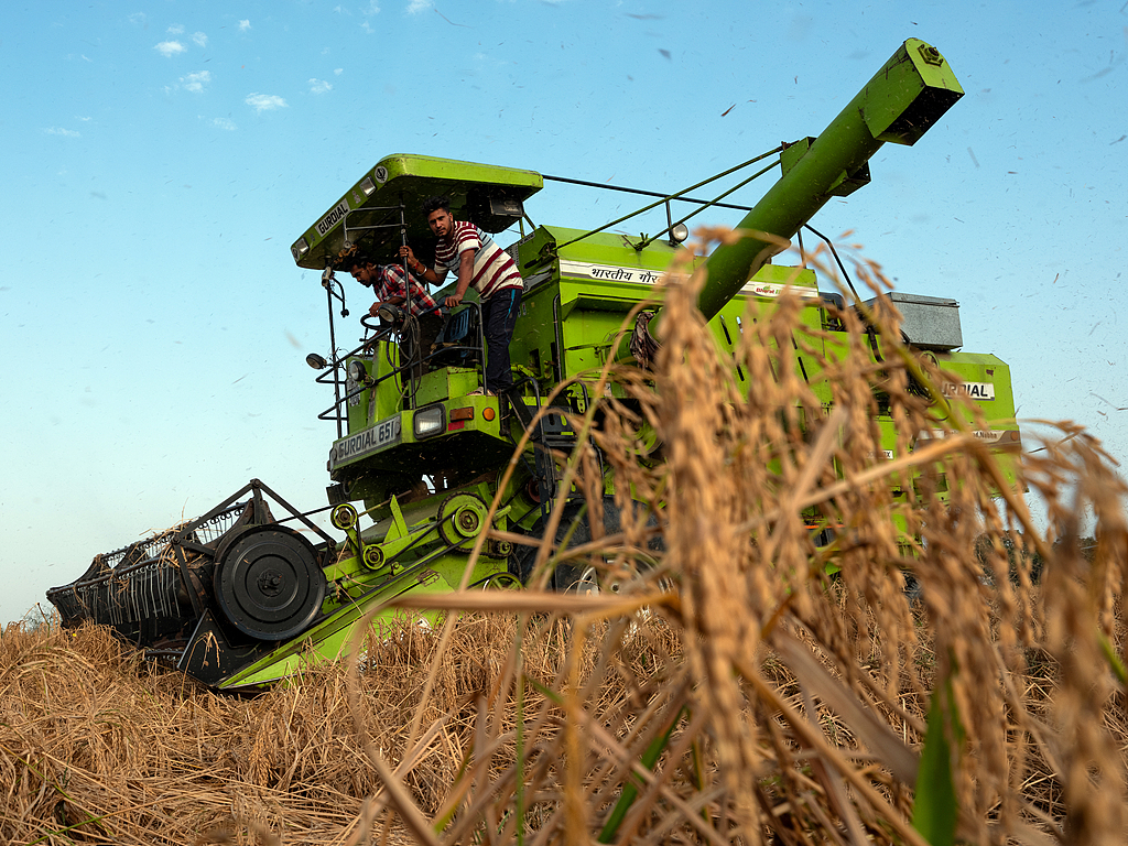 FILE: A combine harvester in a rice paddy field during harvesting in Narvana, Haryana, India, on Monday, Oct. 16, 2023. /CFP