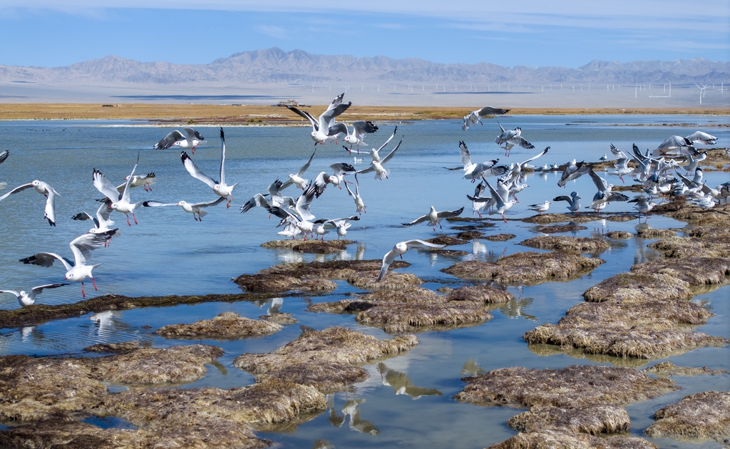 A flock of gulls is seen frolicking in an undated photo taken at Haizi Grassland in Kazak Autonomous County of Aksay, Gansu Province. /IC