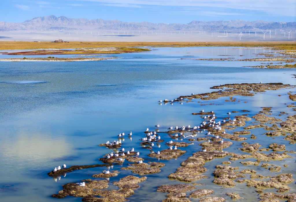 A flock of gulls is seen resting in an undated photo taken at Haizi Grassland in Kazak Autonomous County of Aksay, Gansu Province. /IC