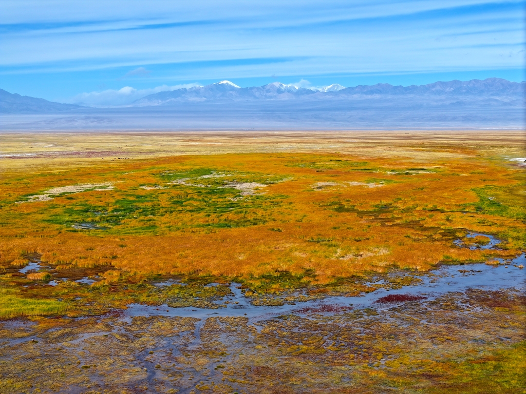 An undated photo captures the golden hues and blue sky of Haizi Grassland in Kazak Autonomous County of Aksay, Gansu Province. /IC