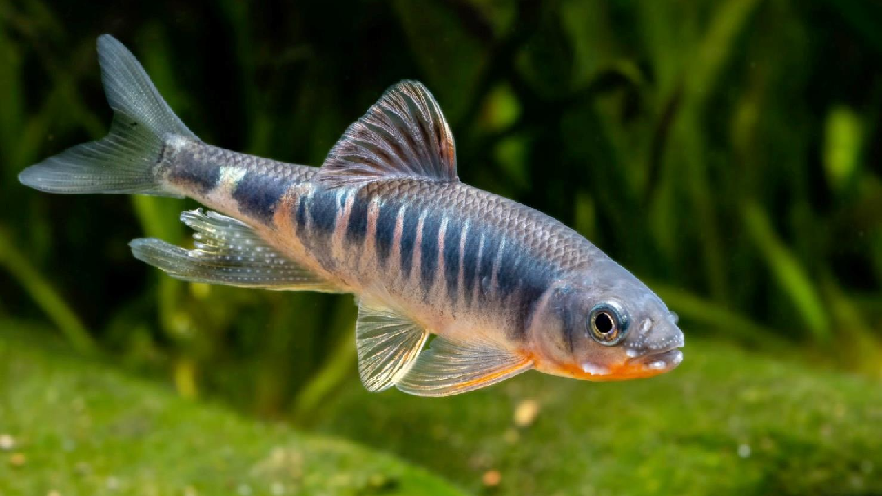 New fish species found in east China - CGTN