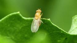 Neurobiological Milestone Achieved as Scientists Map Fruit Fly Brain