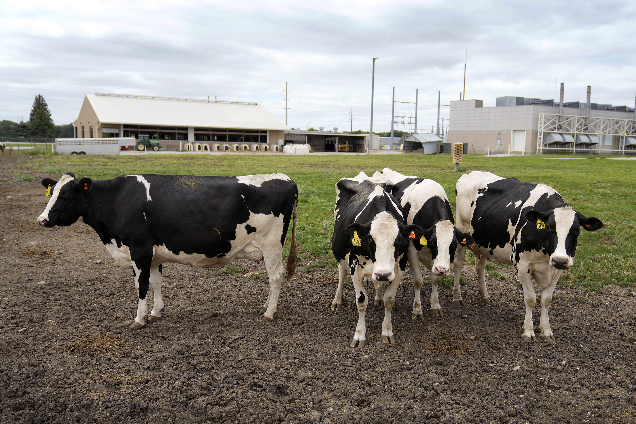 Dairy cows stand in a field outside of a milking barn at the U.S. Department of Agriculture's National Animal Disease Center research facility in Ames, Iowa, August 6, 2024. /CFP