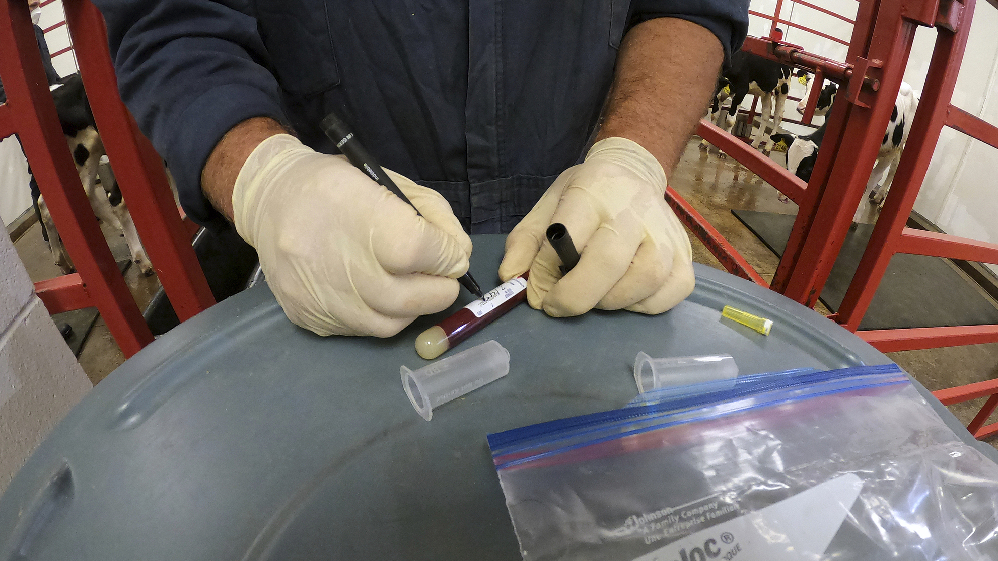 An animal caretaker labels a blood sample that has been collected from a dairy calf vaccinated against bird flu at the National Animal Disease Center research facility in Ames, Iowa, July 31, 2024. /CFP