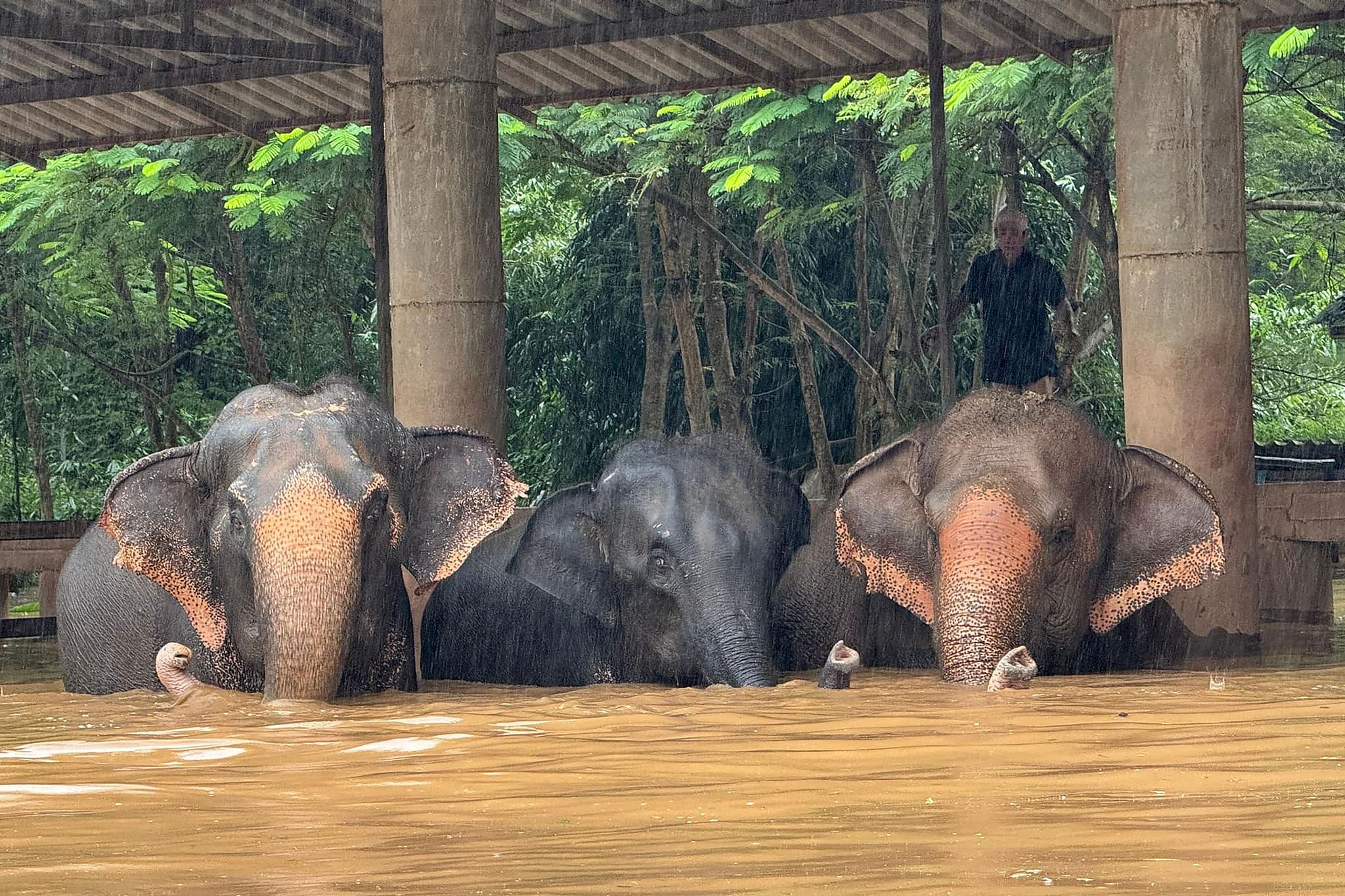 This handout photo taken and released on October 3, 2024 by the Elephant Nature Park shows elephants standing in flood waters at the sanctuary in Thailand's northern Chiang Mai province. /CFP