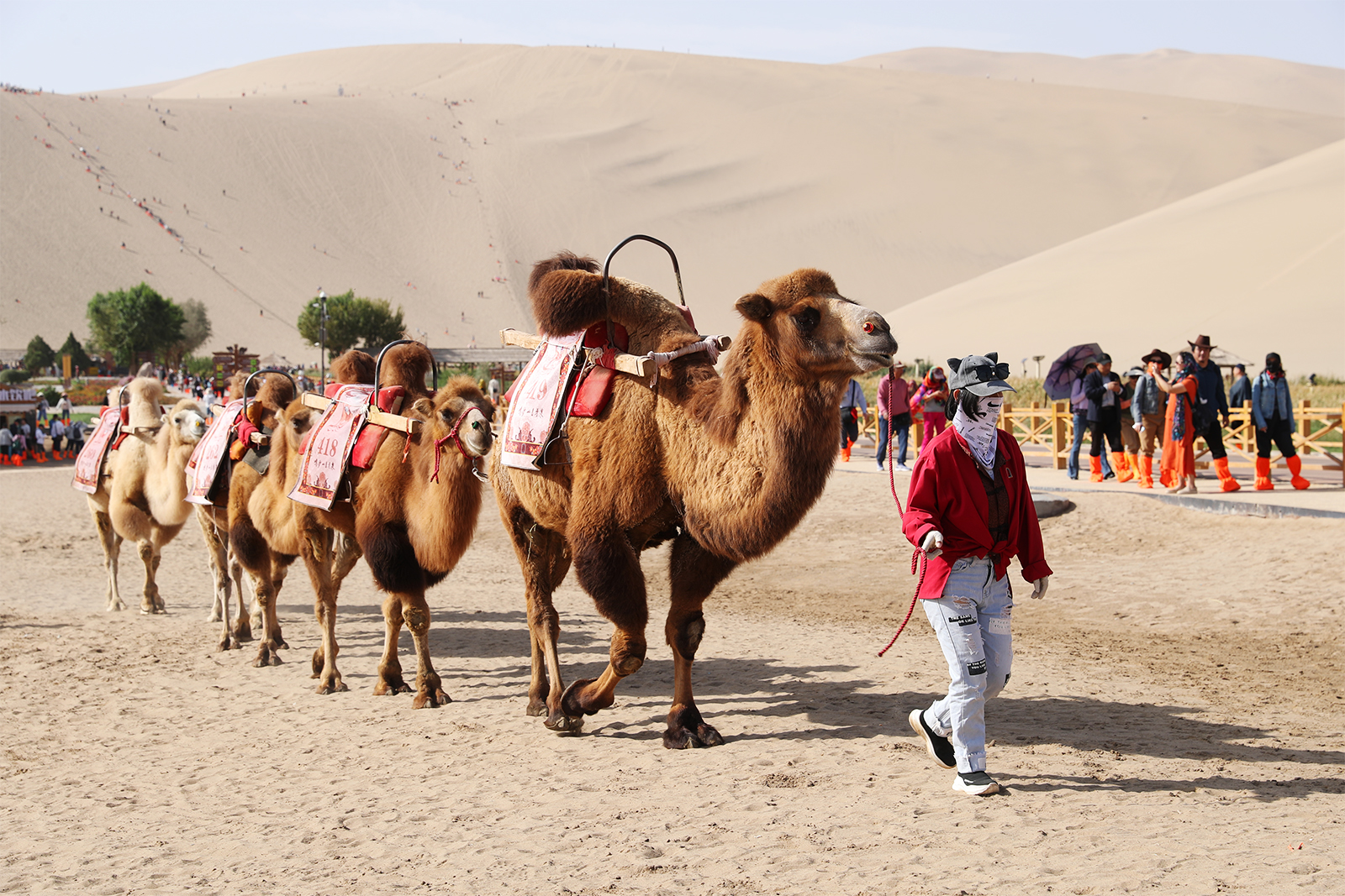 Camels trek through the desert at Mingsha Mountain in Dunhuang, Gansu Province. /CGTN