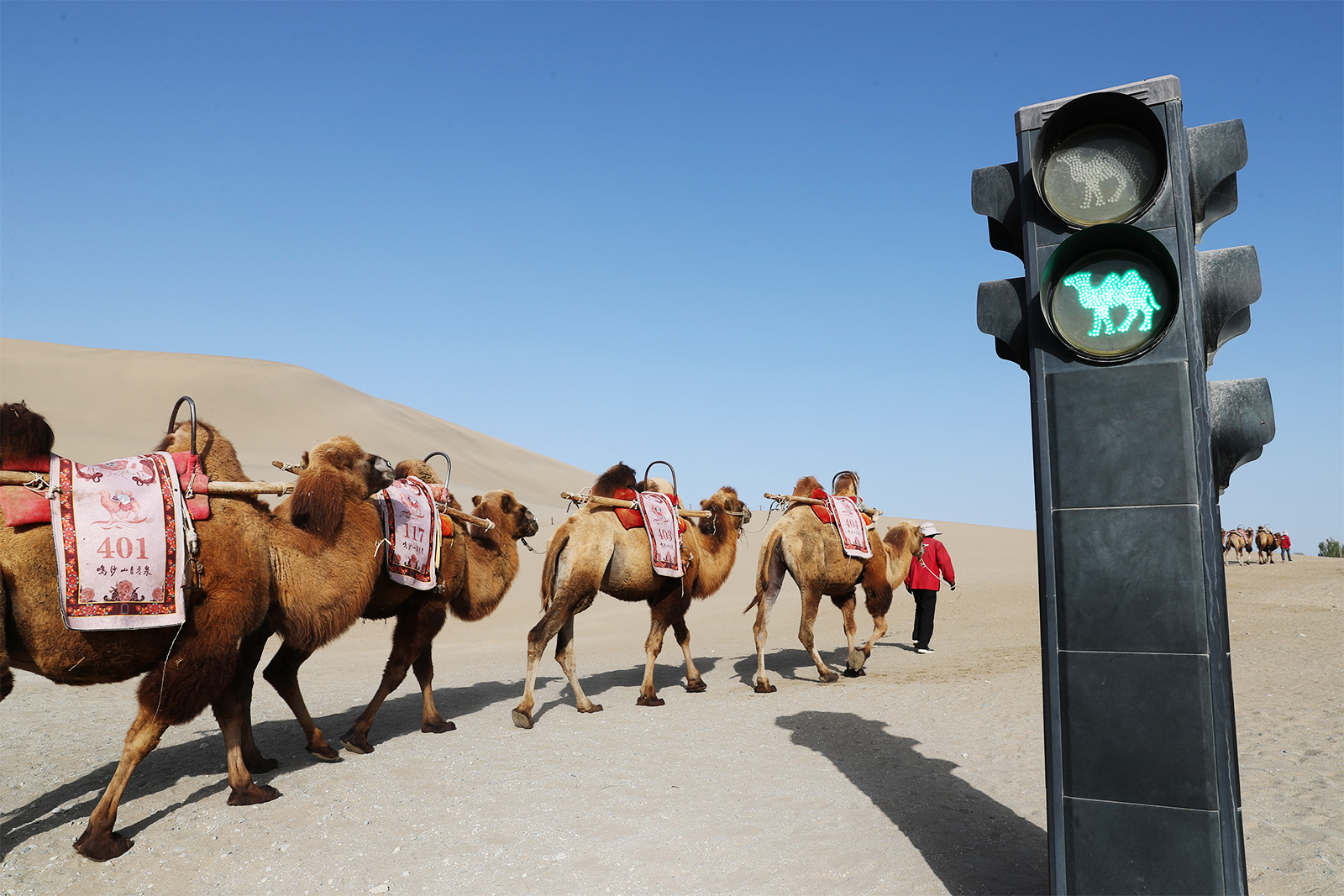 Camels trek through the desert at Mingsha Mountain in Dunhuang, Gansu Province. /CGTN