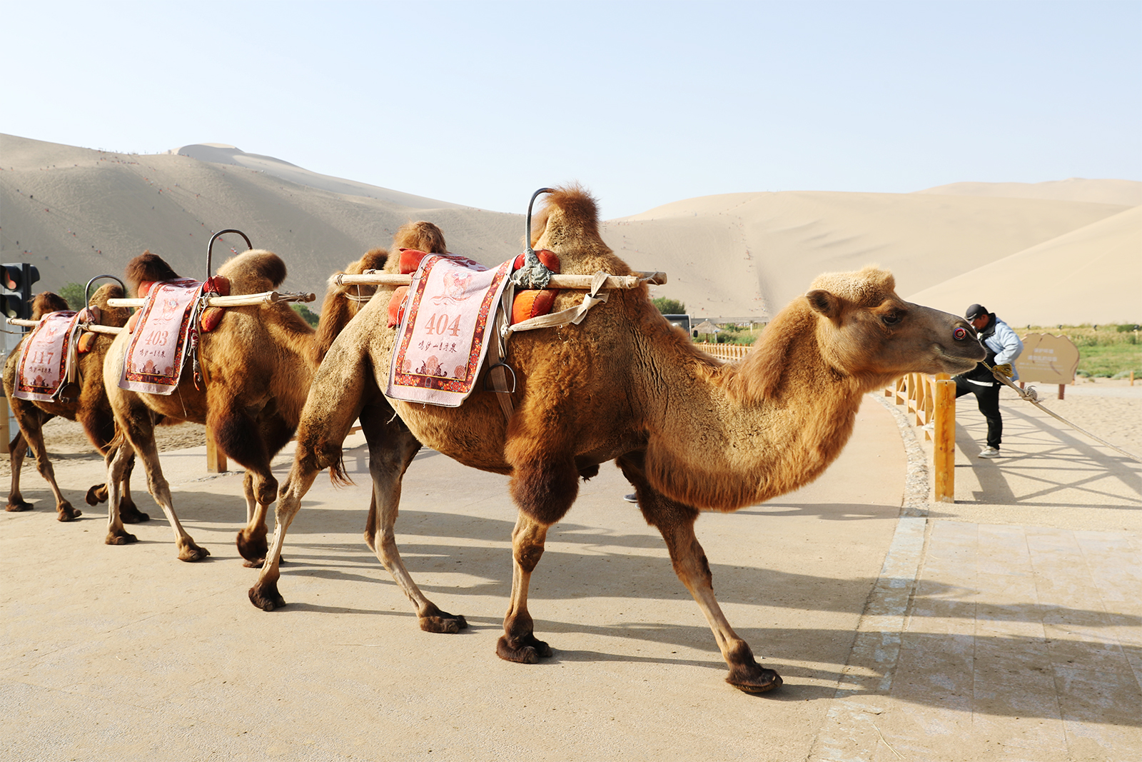 Camels cross a road at Mingsha Mountain in Dunhuang, Gansu Province. /CGTN