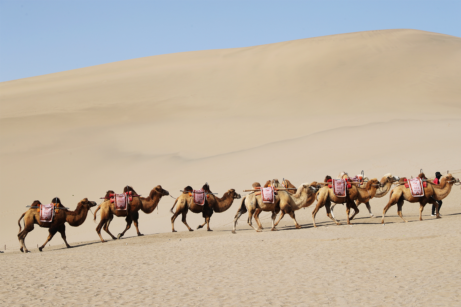 Camels trek through the desert at Mingsha Mountain in Dunhuang, Gansu Province. /CGTN