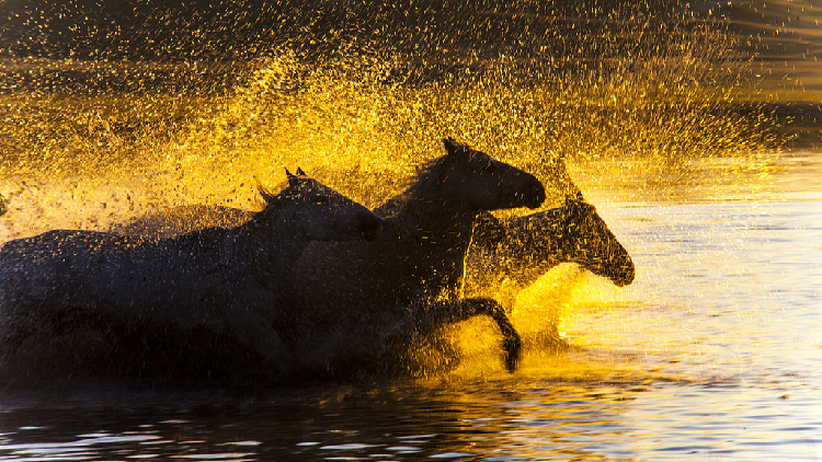 A magical encounter with sunrises and horses in Inner Mongolia