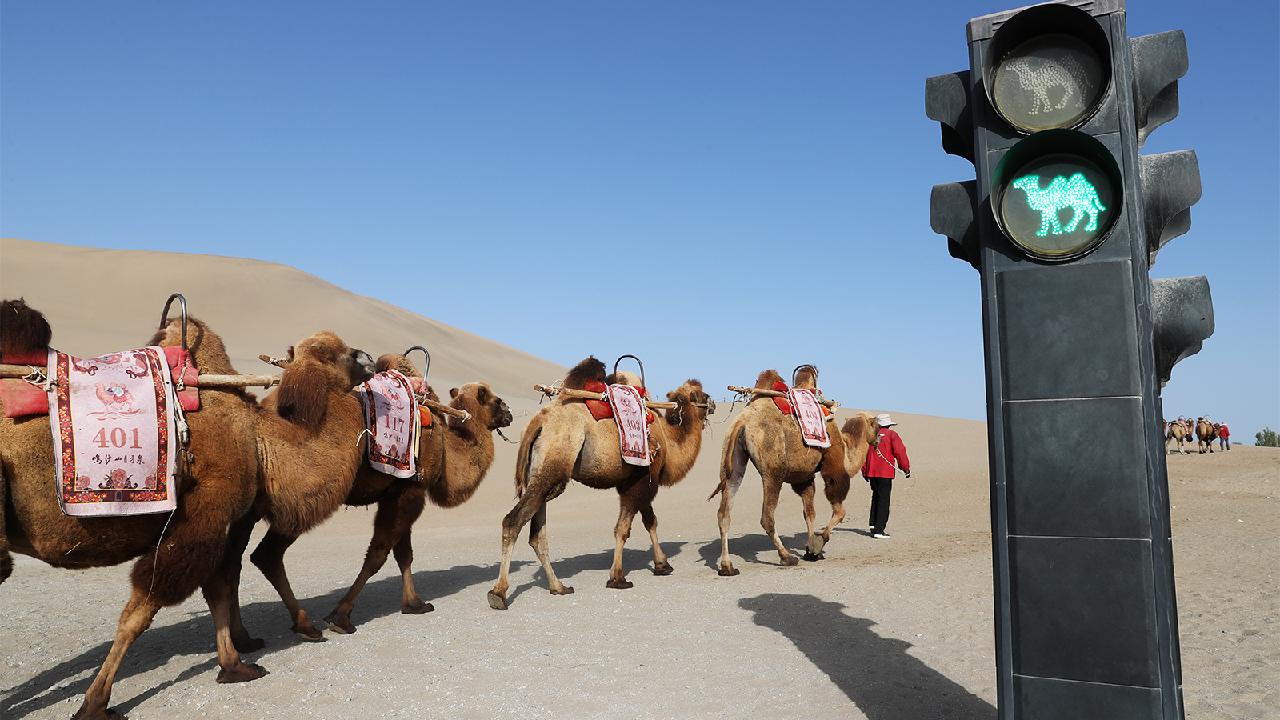 Camel traffic lights regulate movement at Mingshan Mountain